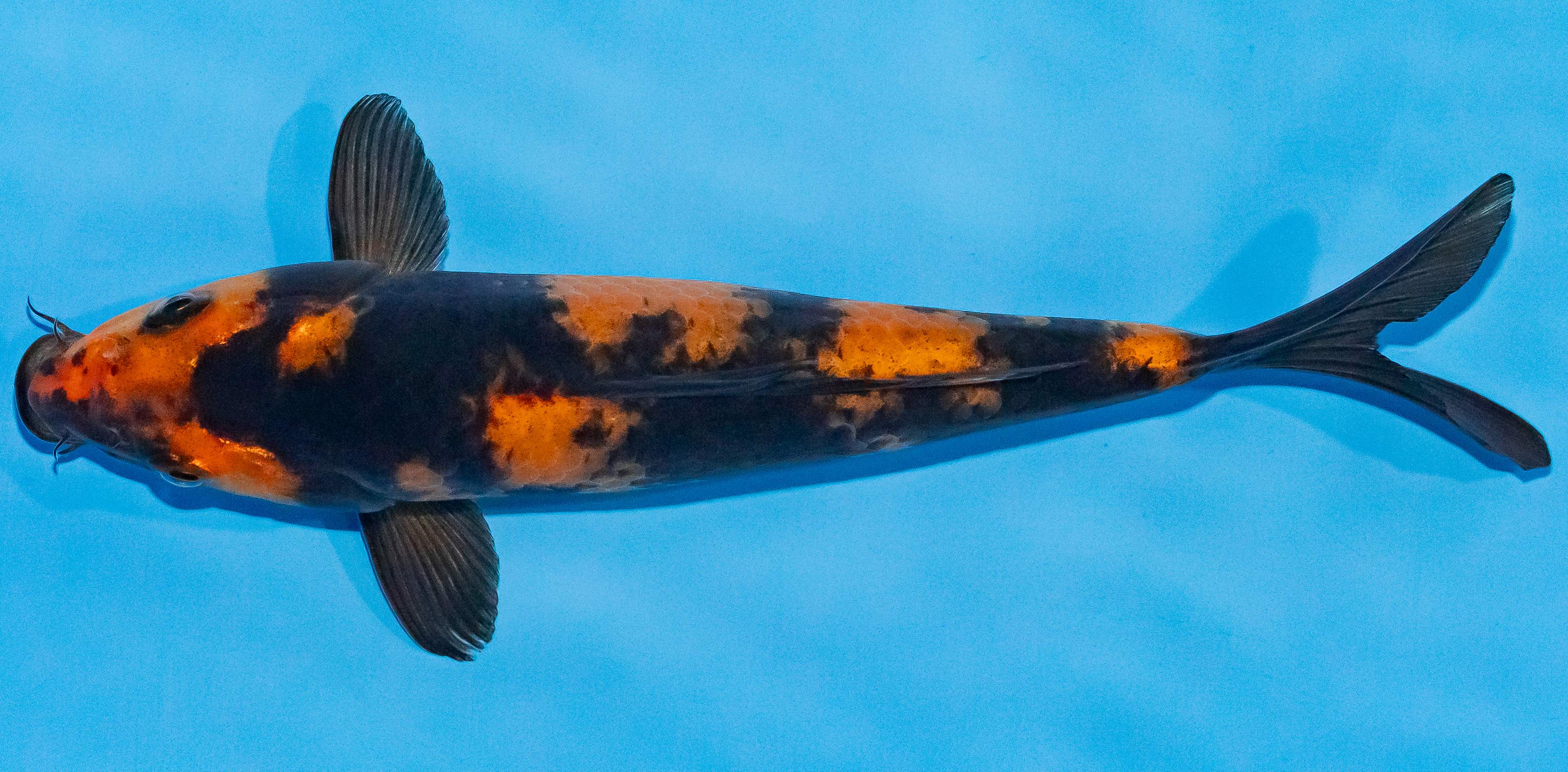Koi 17-20cm Nr. 2002