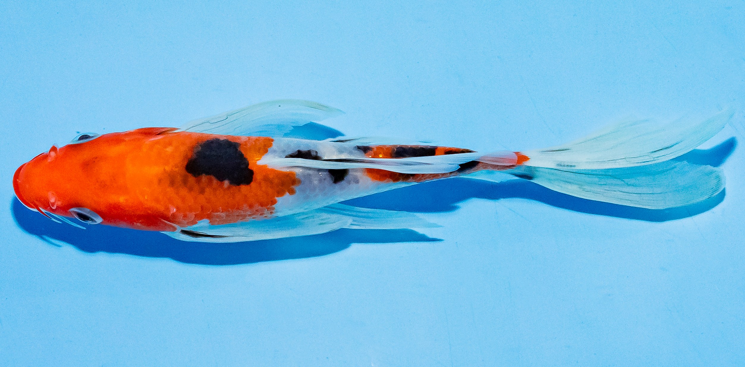 Butterfly Koi 17-20cm Nr. 5947