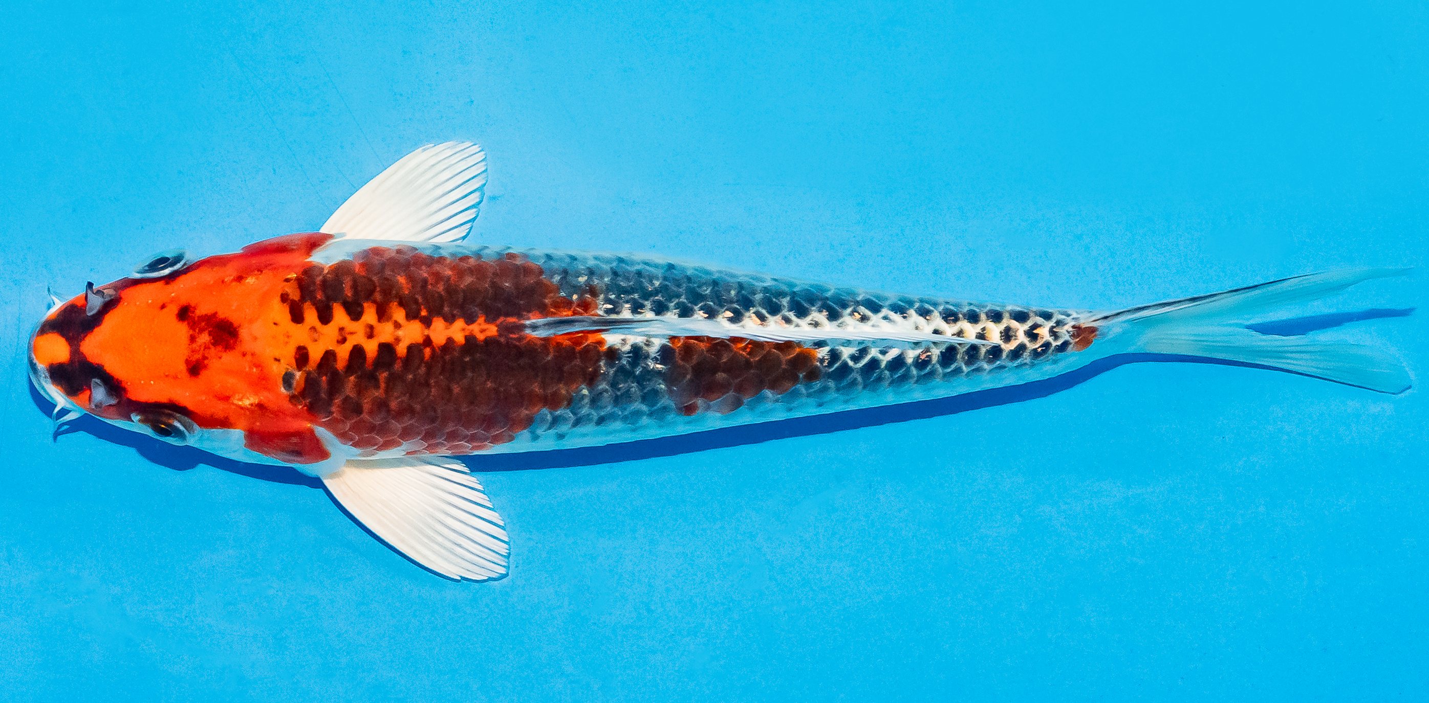 Koi 20-25cm Nr. 6010