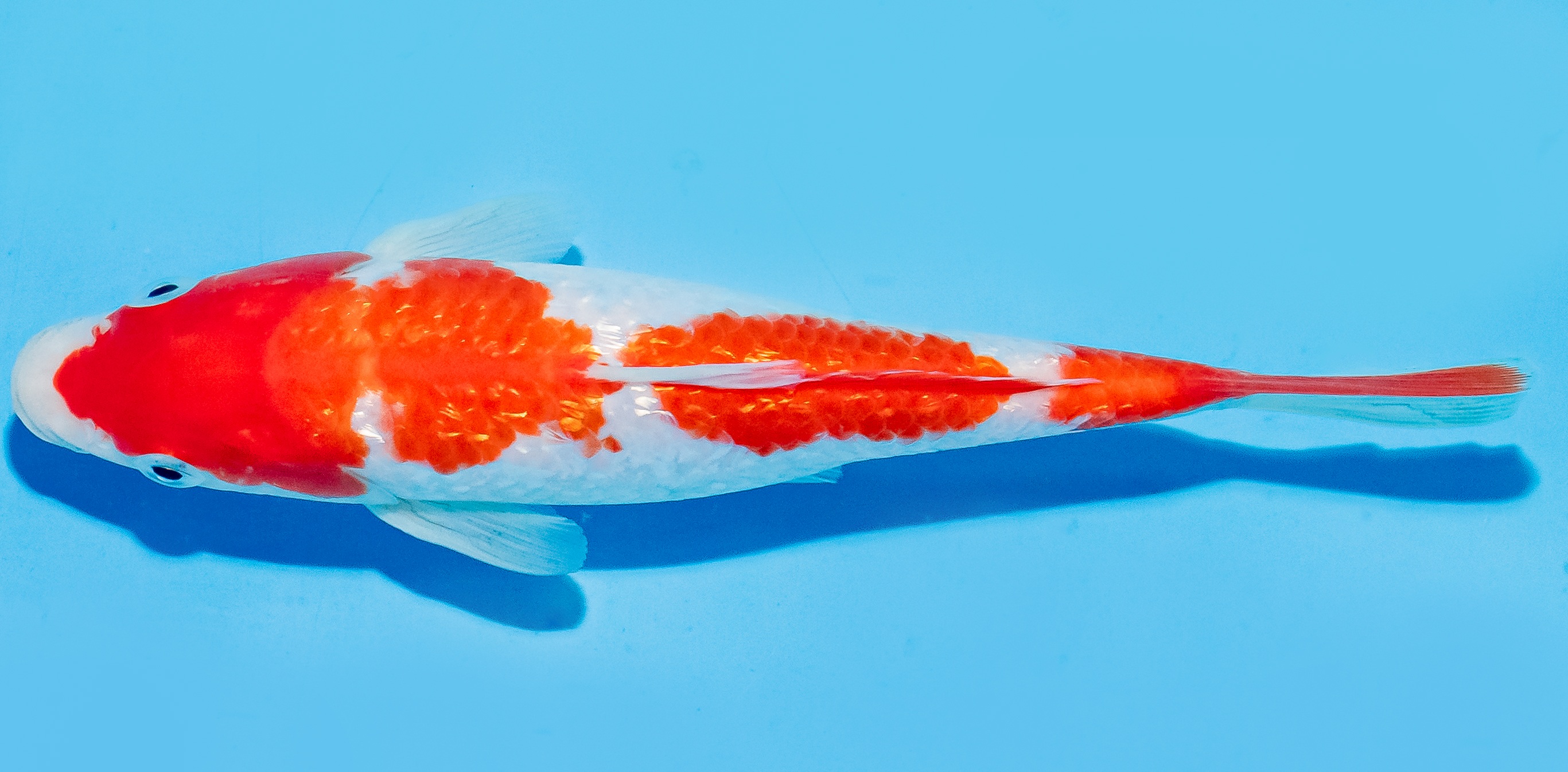 Koi 17-20cm Nr. 6885