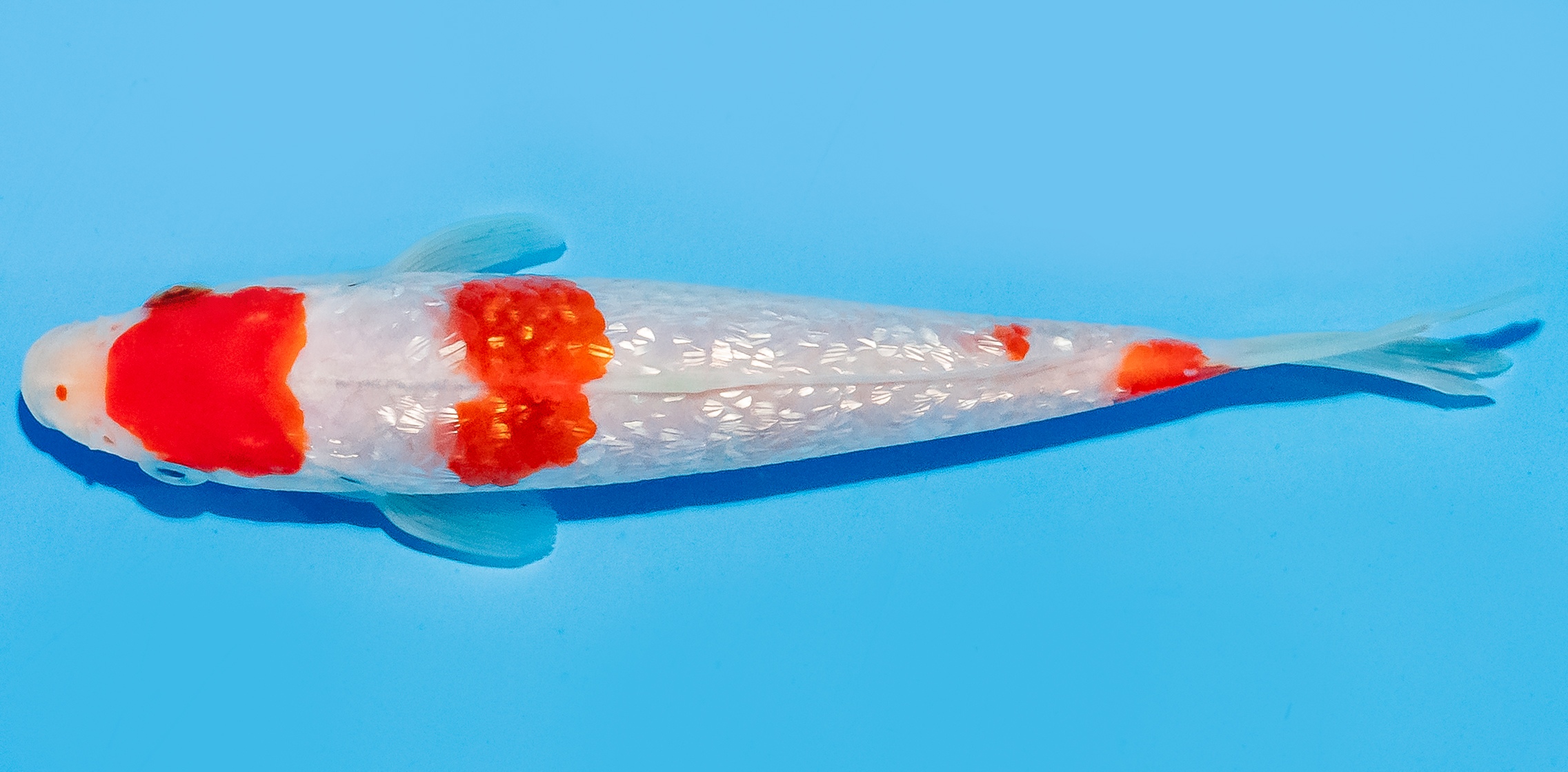 Koi 14-17cm Nr. 8005