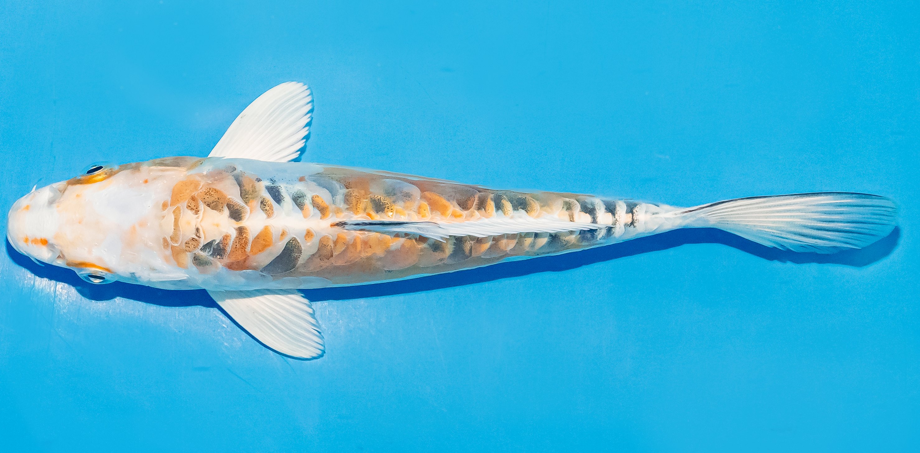 Koi 17-20cm Nr. 4523