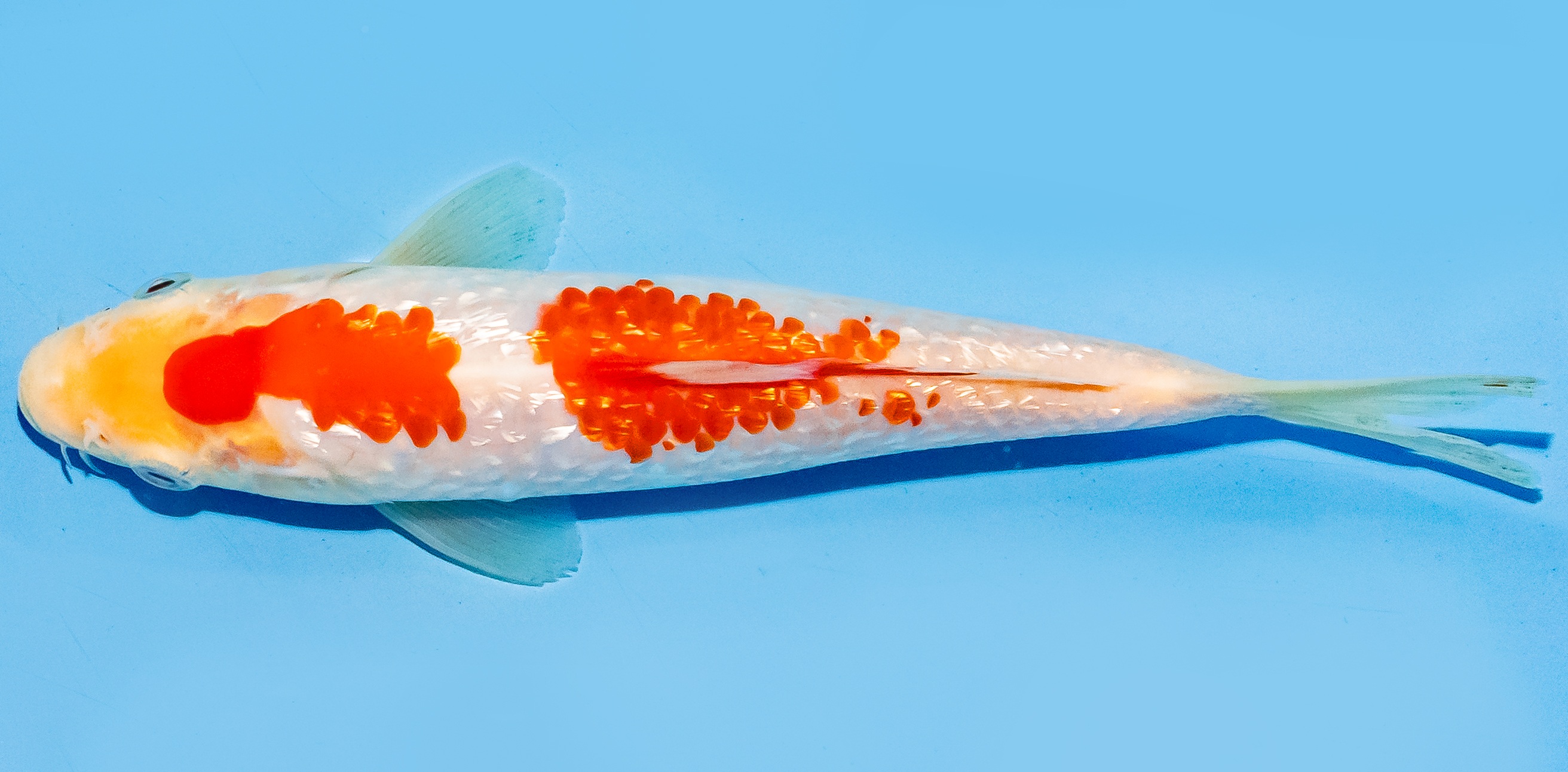 Koi 17-20cm Nr. 6581