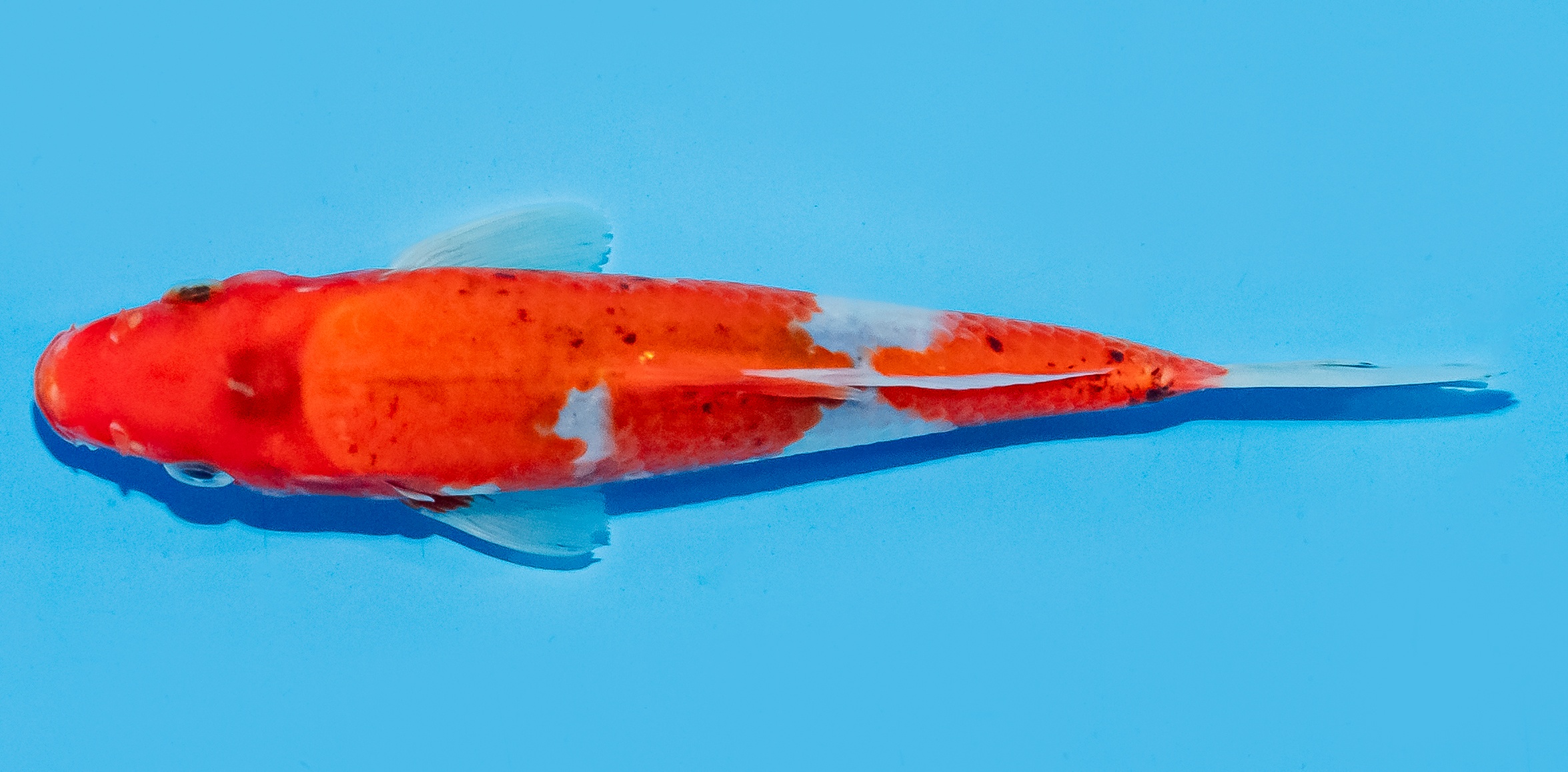 Koi 14-17cm Nr. 8052