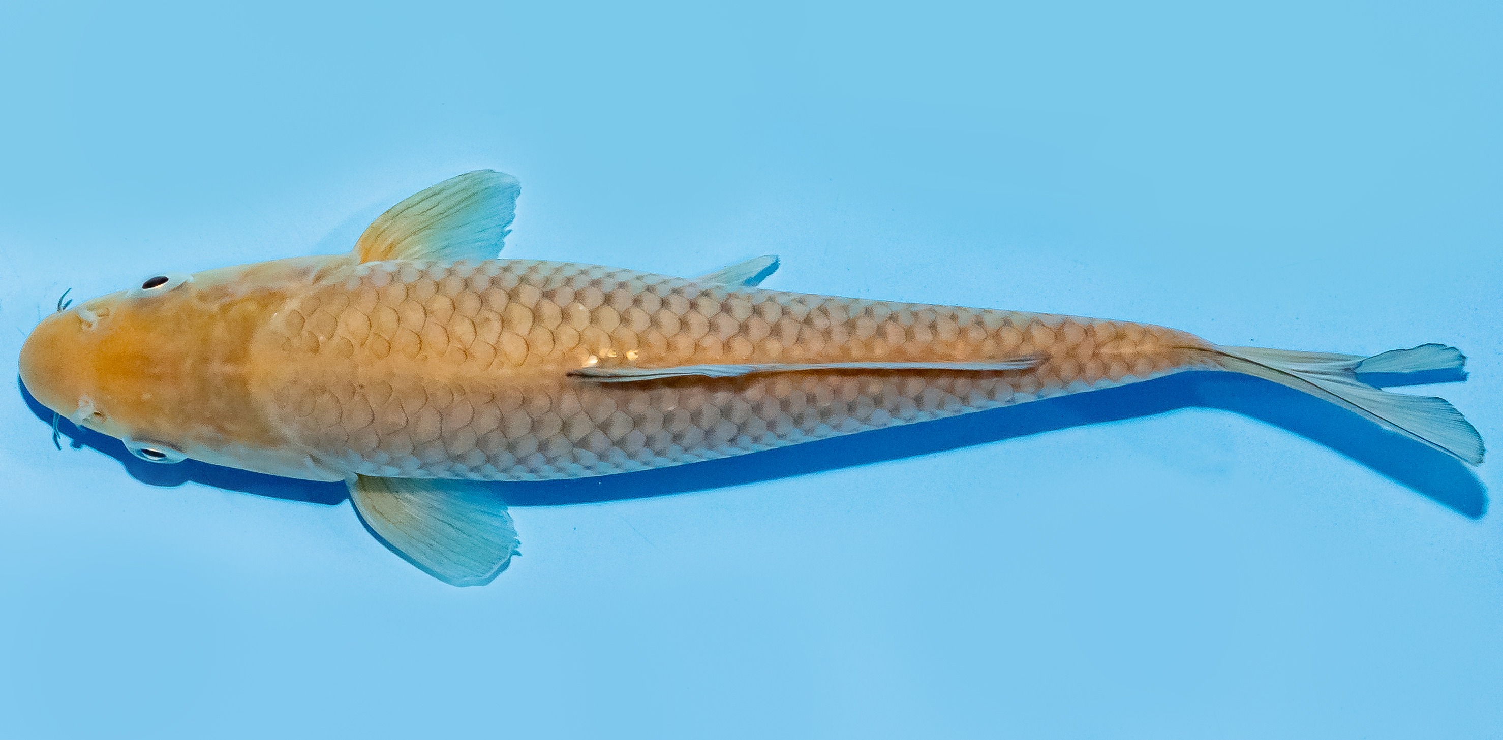 Koi 20-25cm Nr. 6663