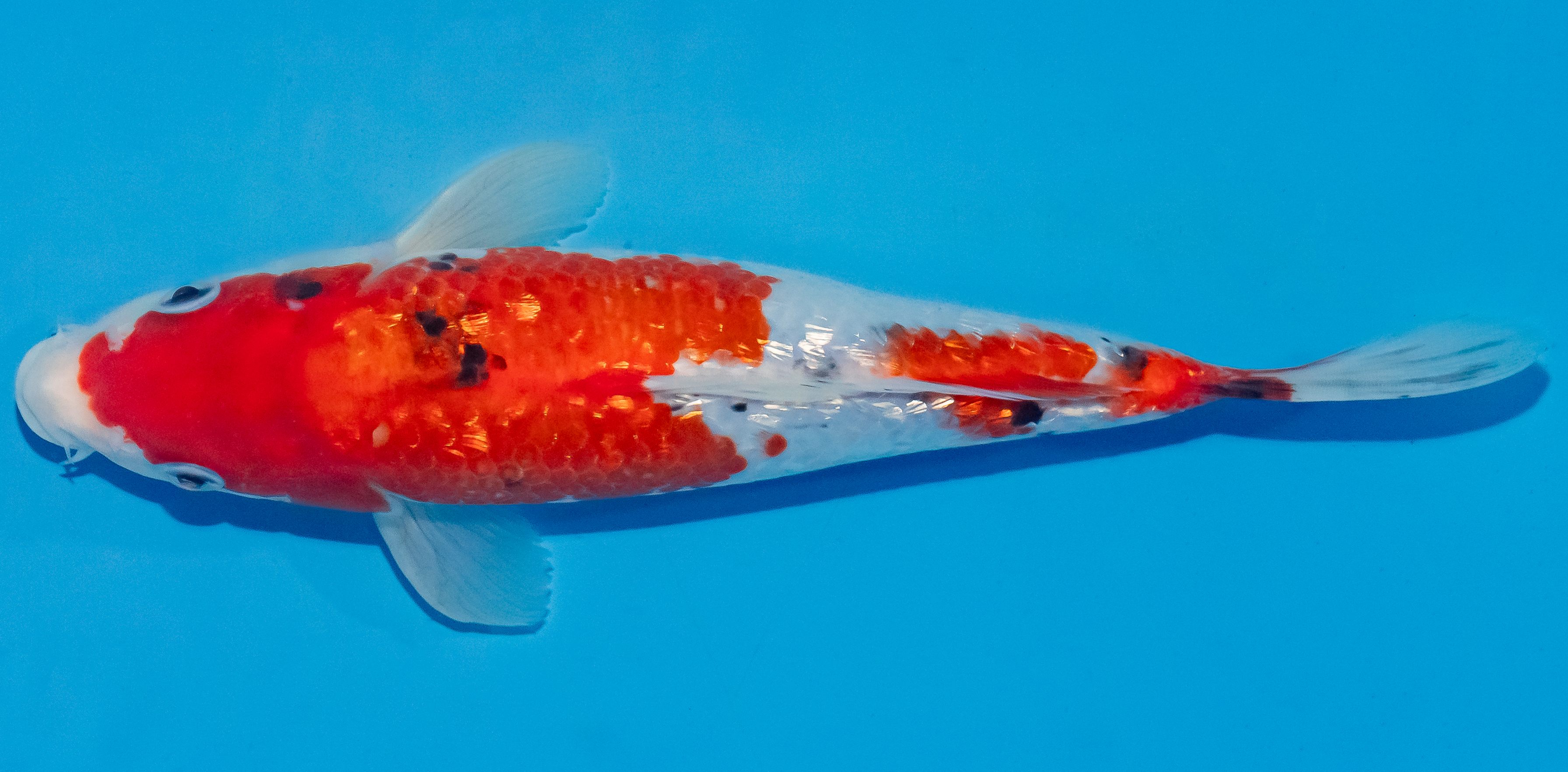 Koi 25-30cm Nr. 4255