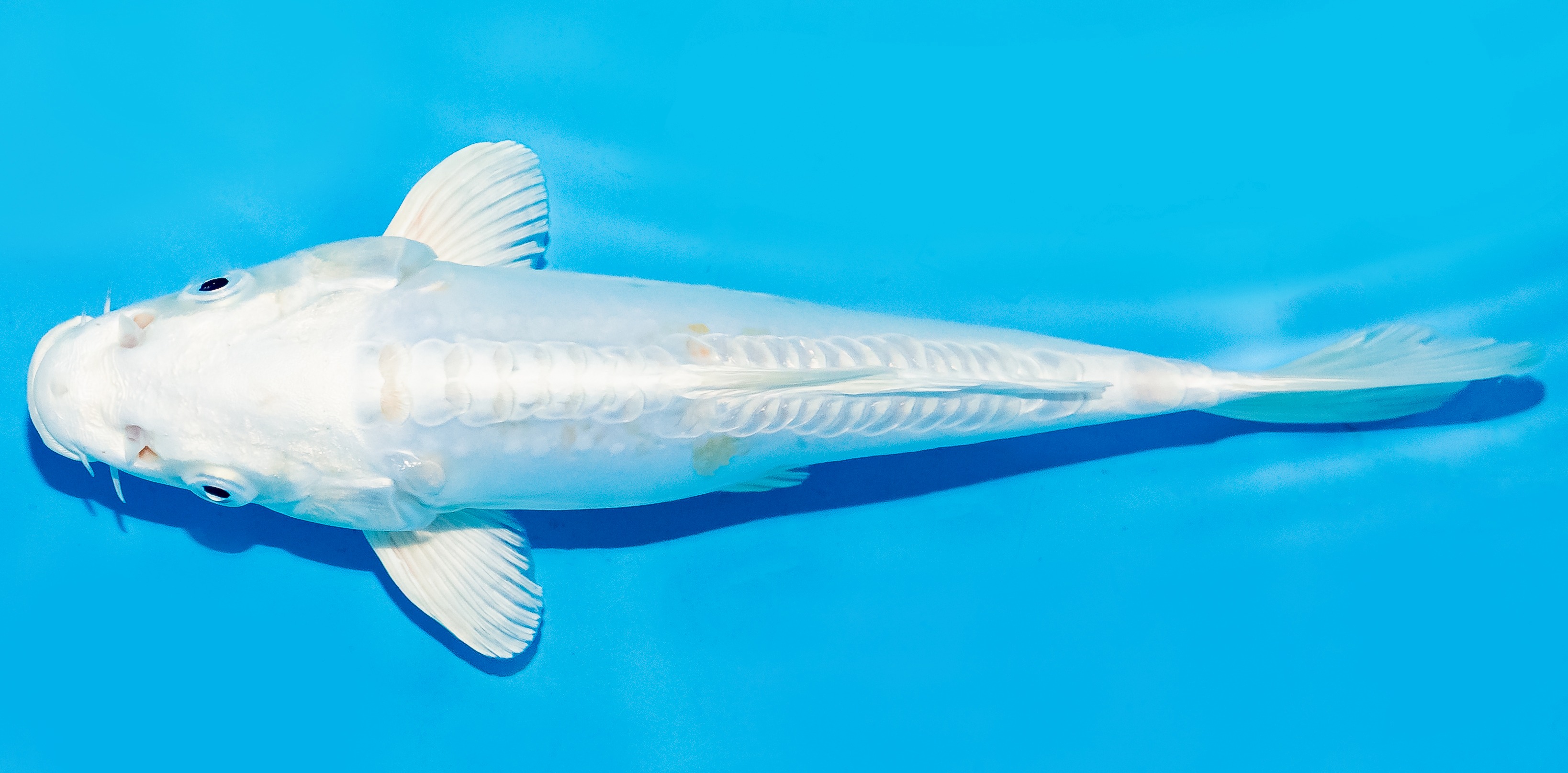 Koi 20-25cm Nr. 6670