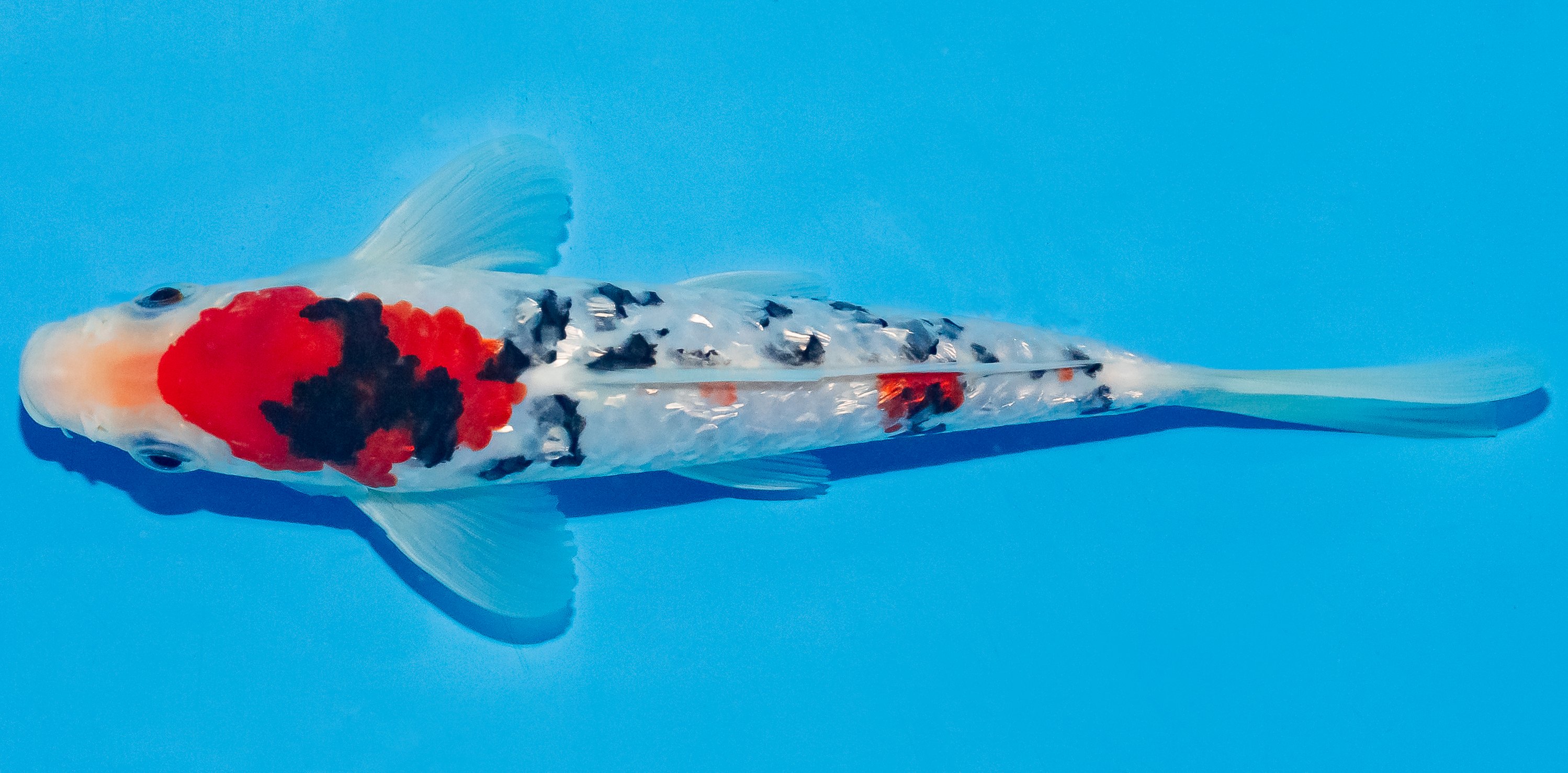 Koi 17-20cm Nr. 4506