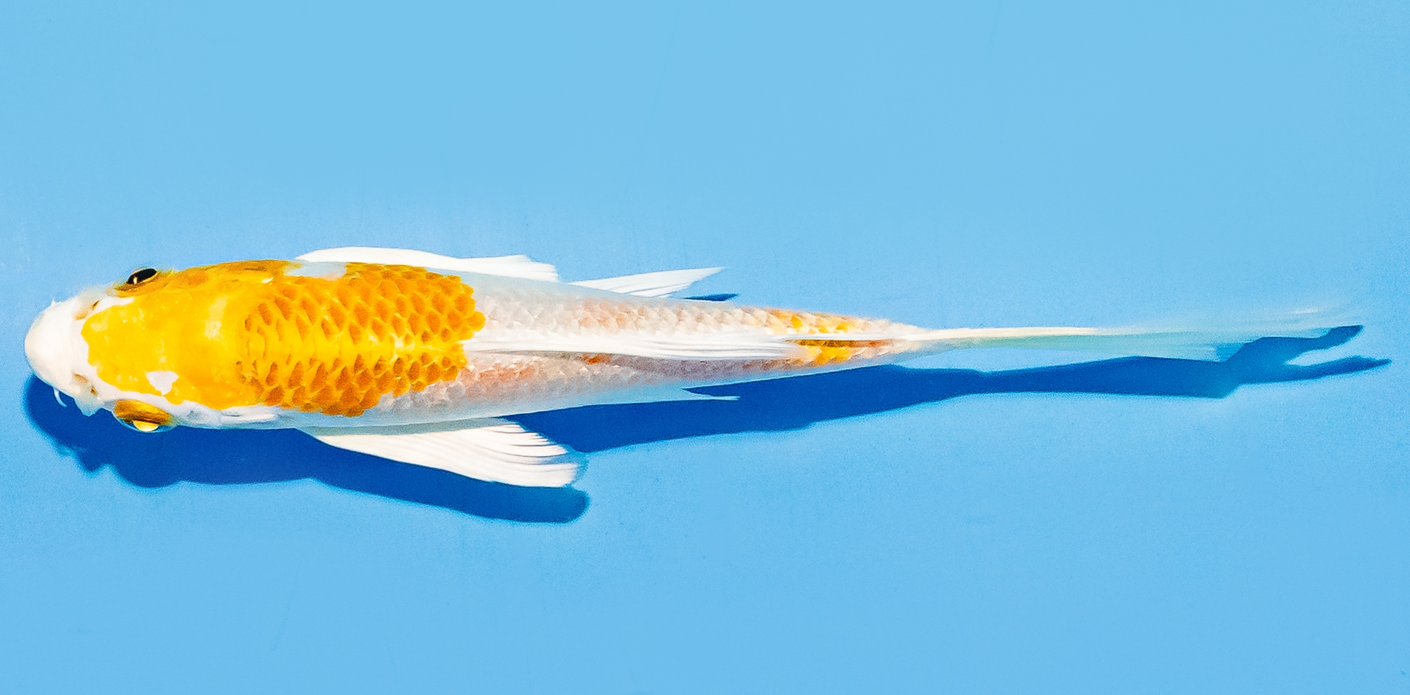 Butterfly Koi 14-17cm Nr. 8234