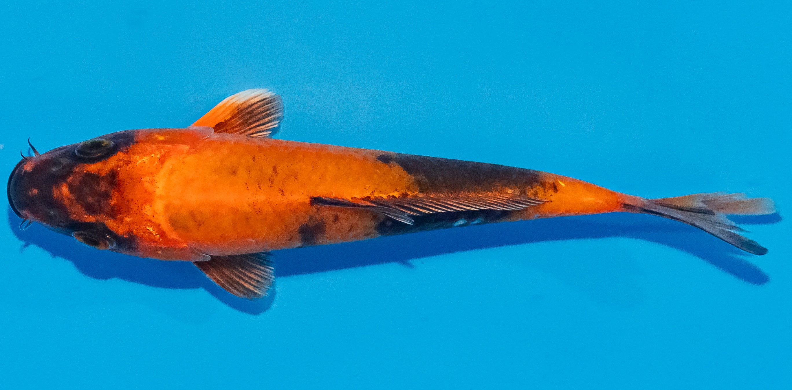 Koi 14-17cm Nr. 3615