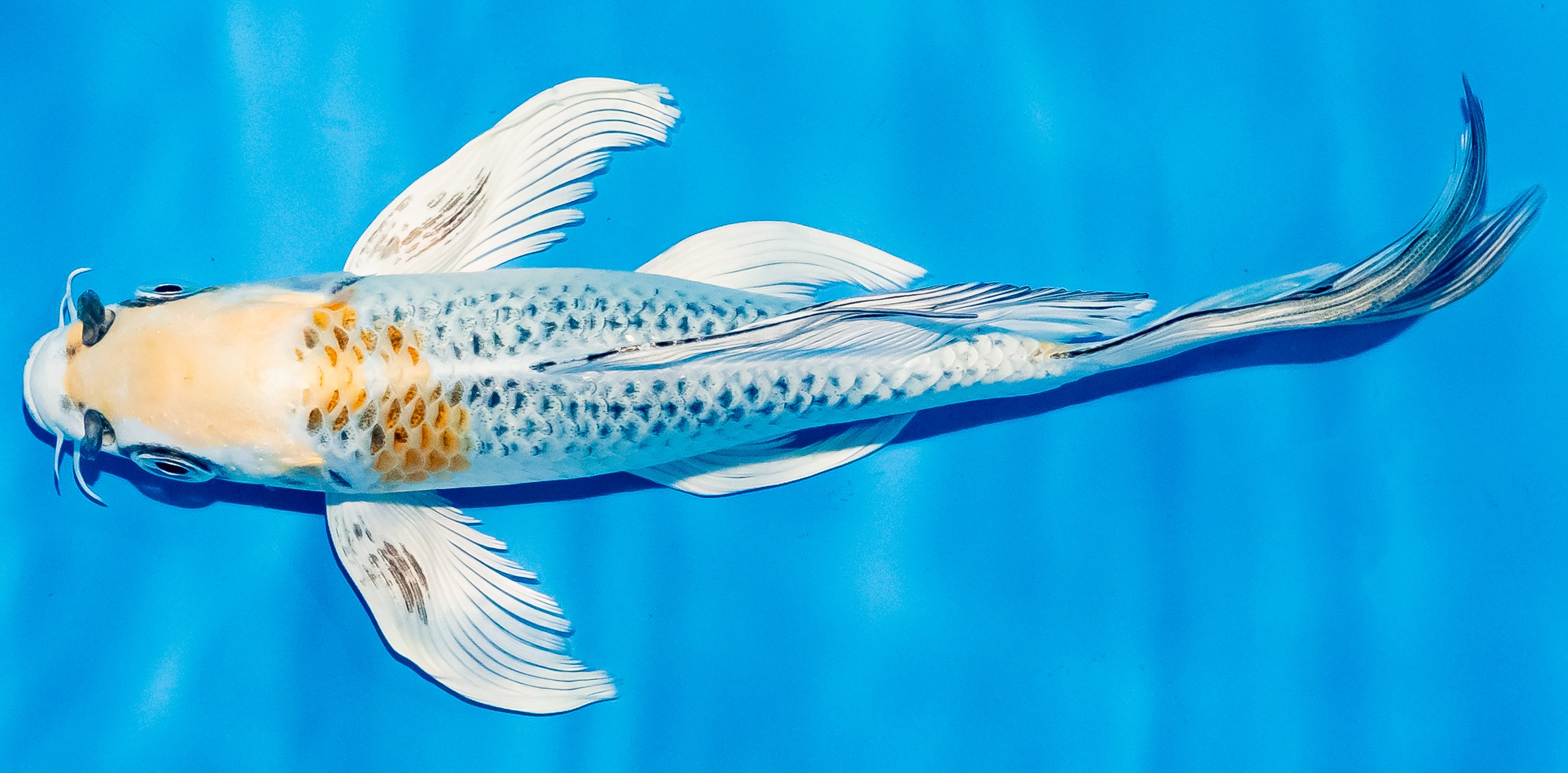 Butterfly Koi 20-25cm Nr. 8533