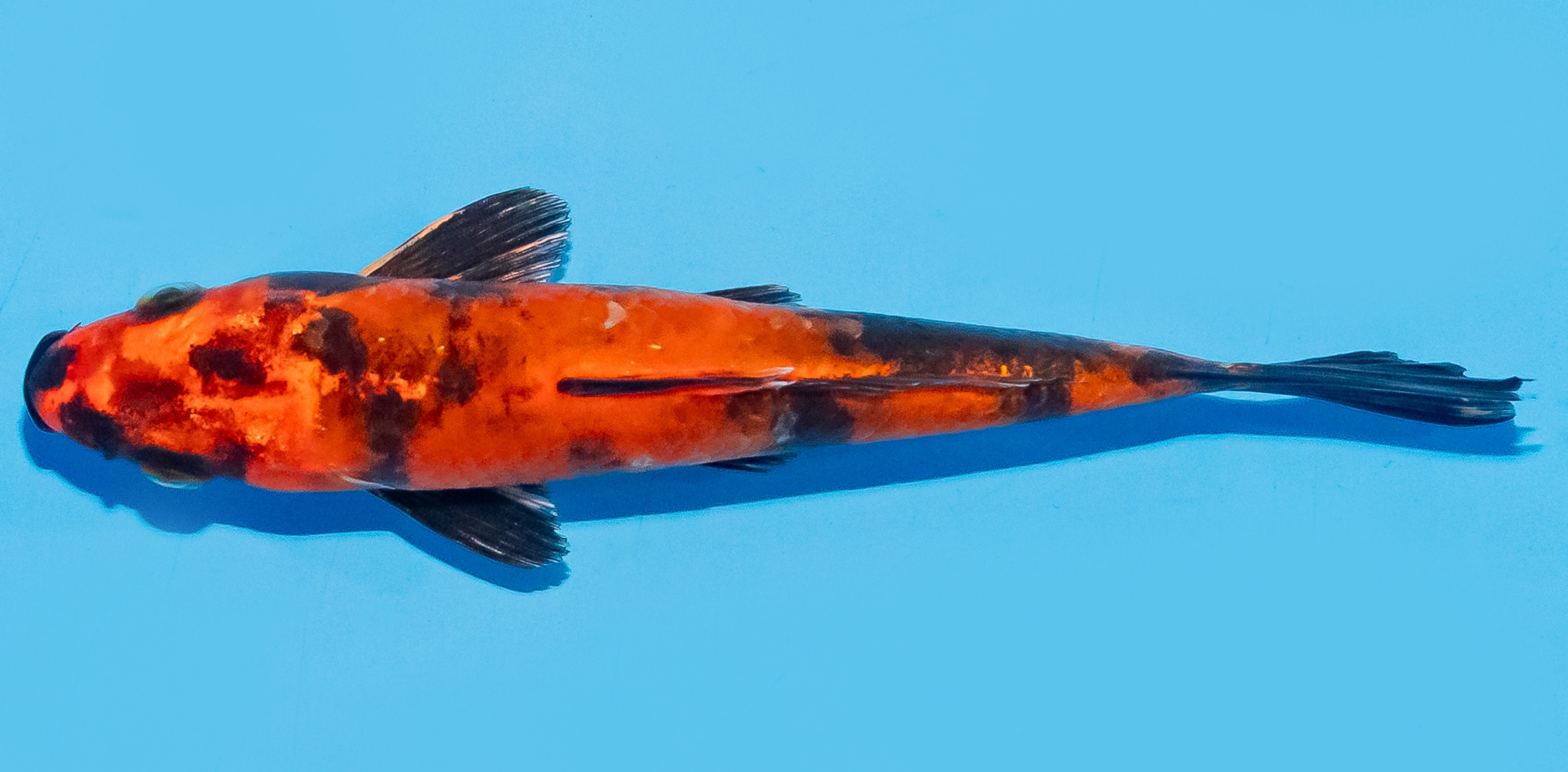 Koi 14-17cm Nr. 8036
