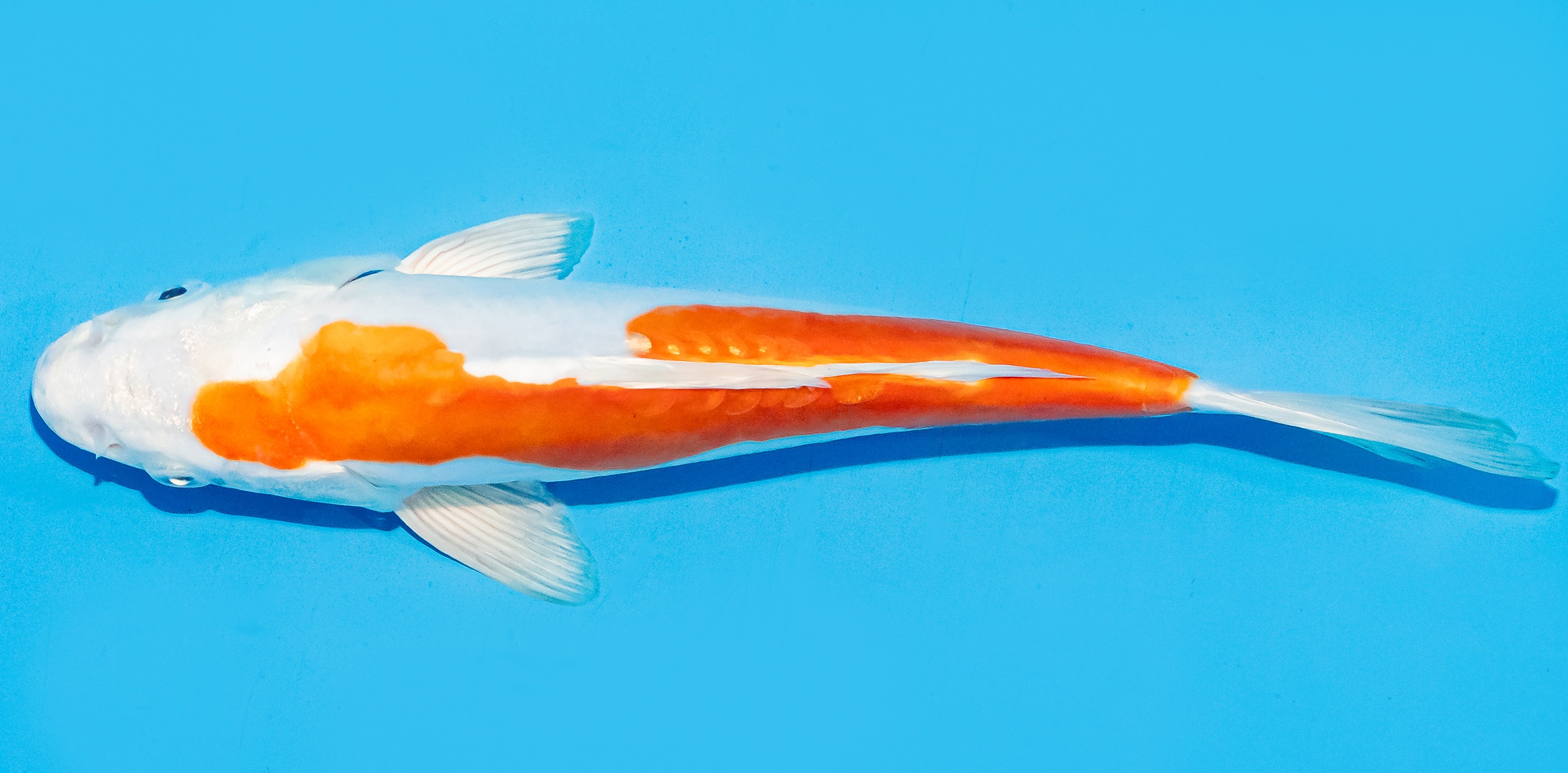 Koi 20-25cm Nr. 8403