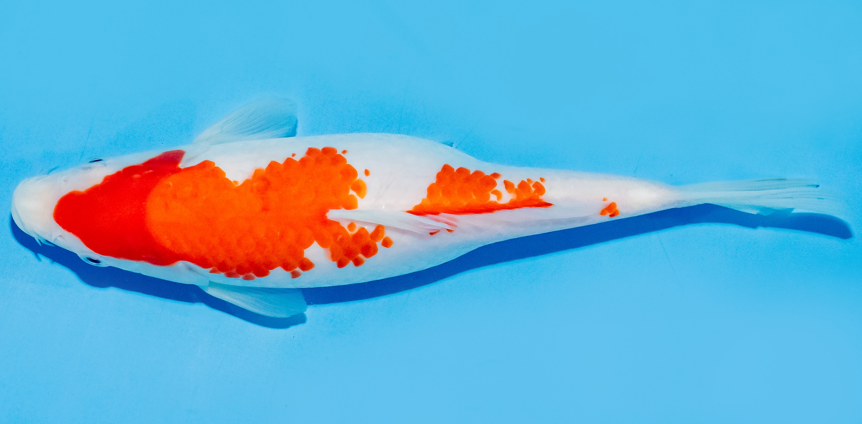 Koi 20-25cm Nr. 7581