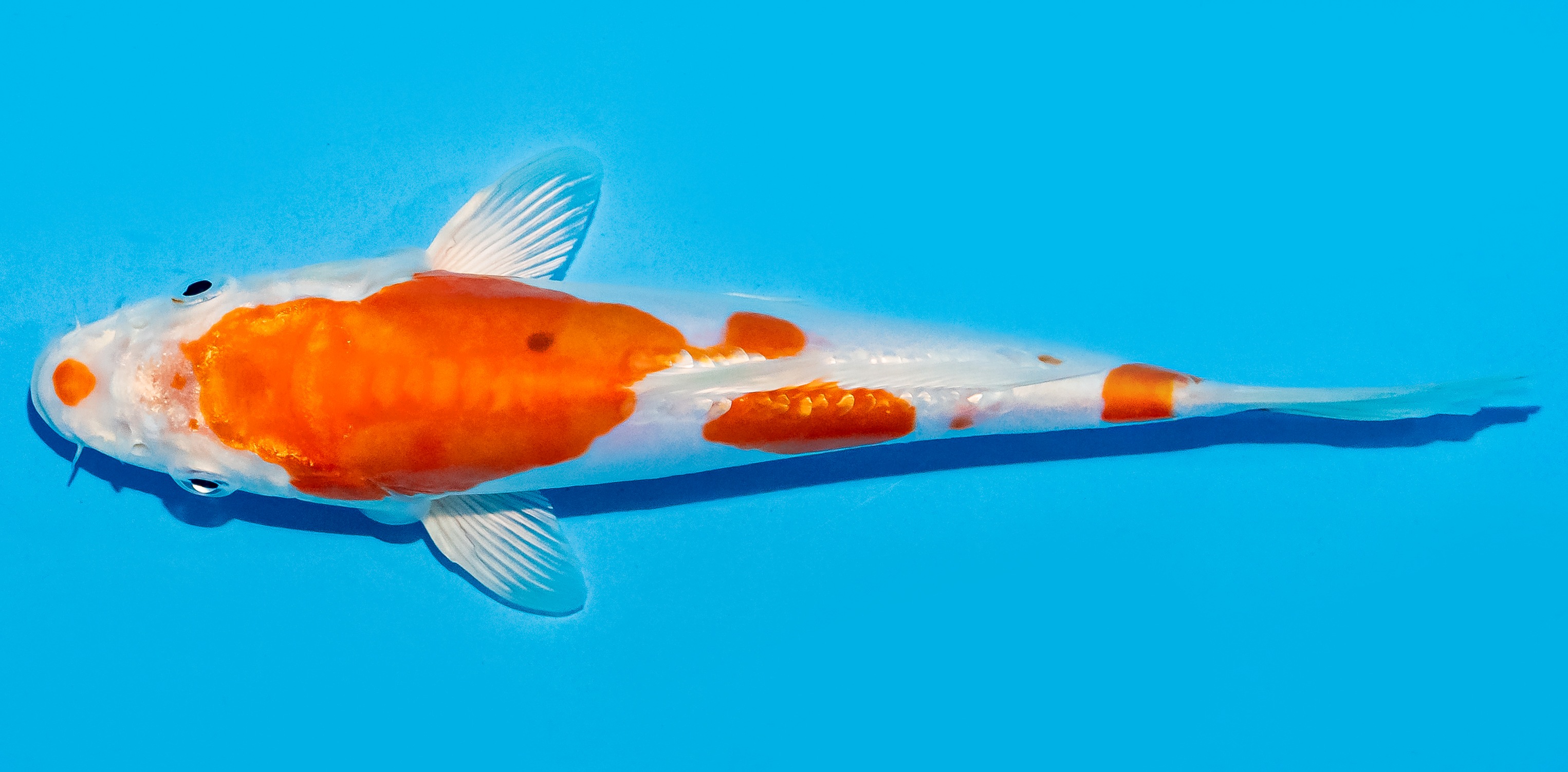Koi 20-25cm Nr. 8639