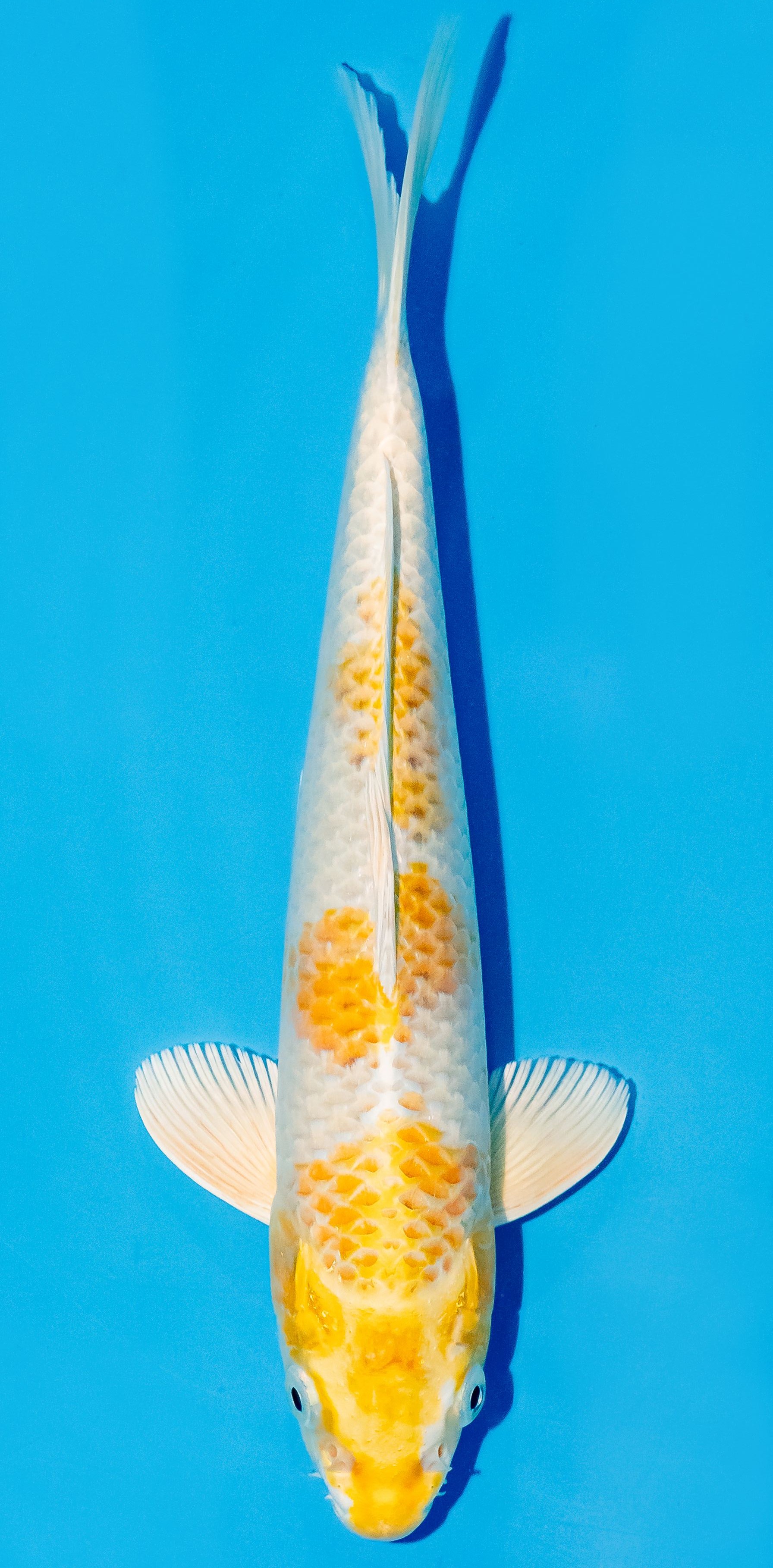 Koi 25-30cm Nr. 6220