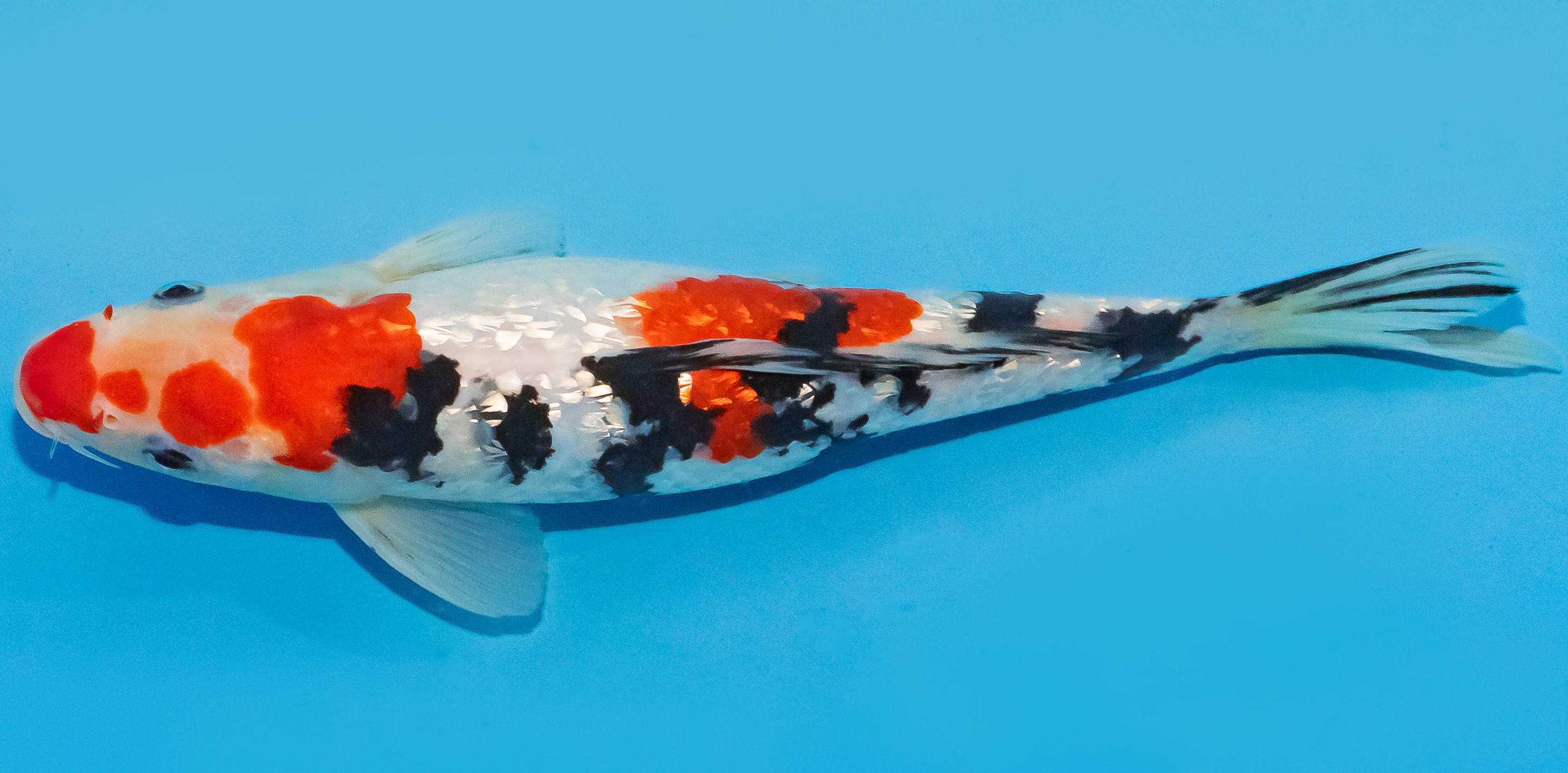 Koi 25-30cm Nr. 1507