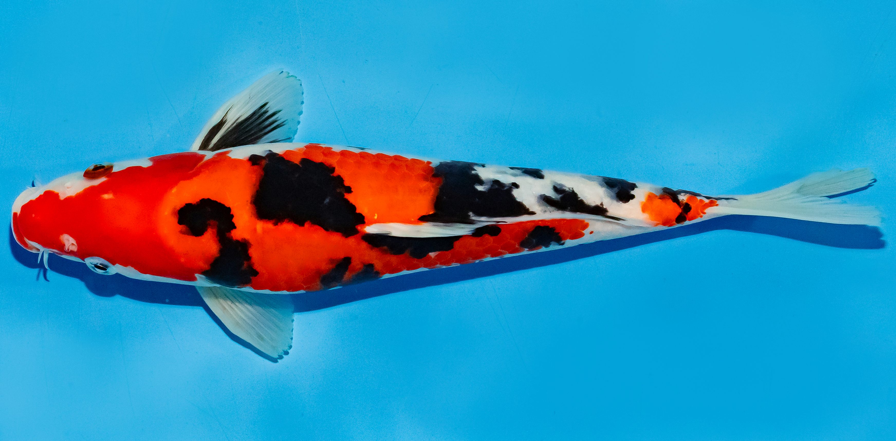 Koi 30-35cm Nr. 6353
