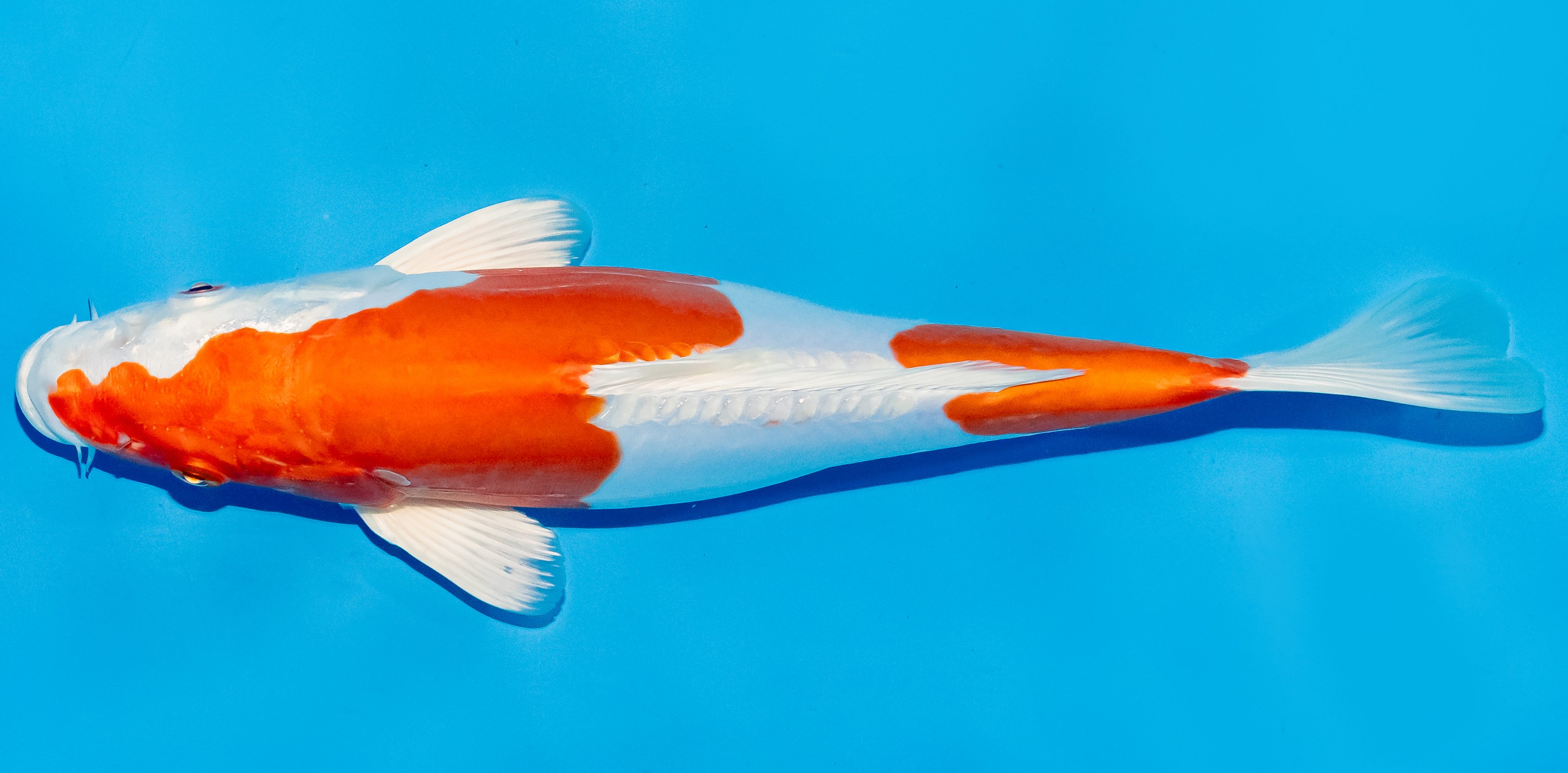 Koi 30-35cm Nr. 6328