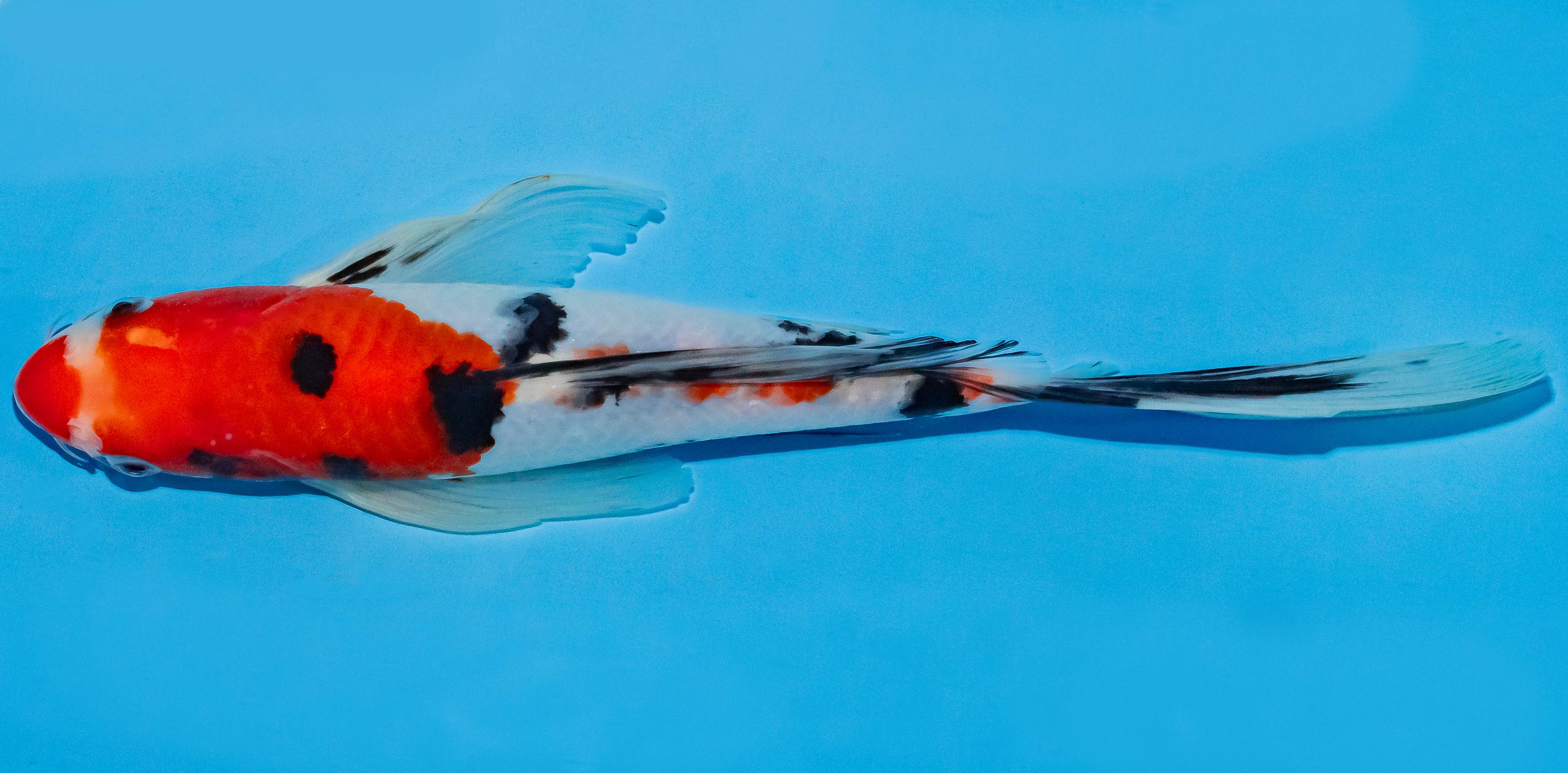 Butterfly Koi 25-30cm Nr. 2315