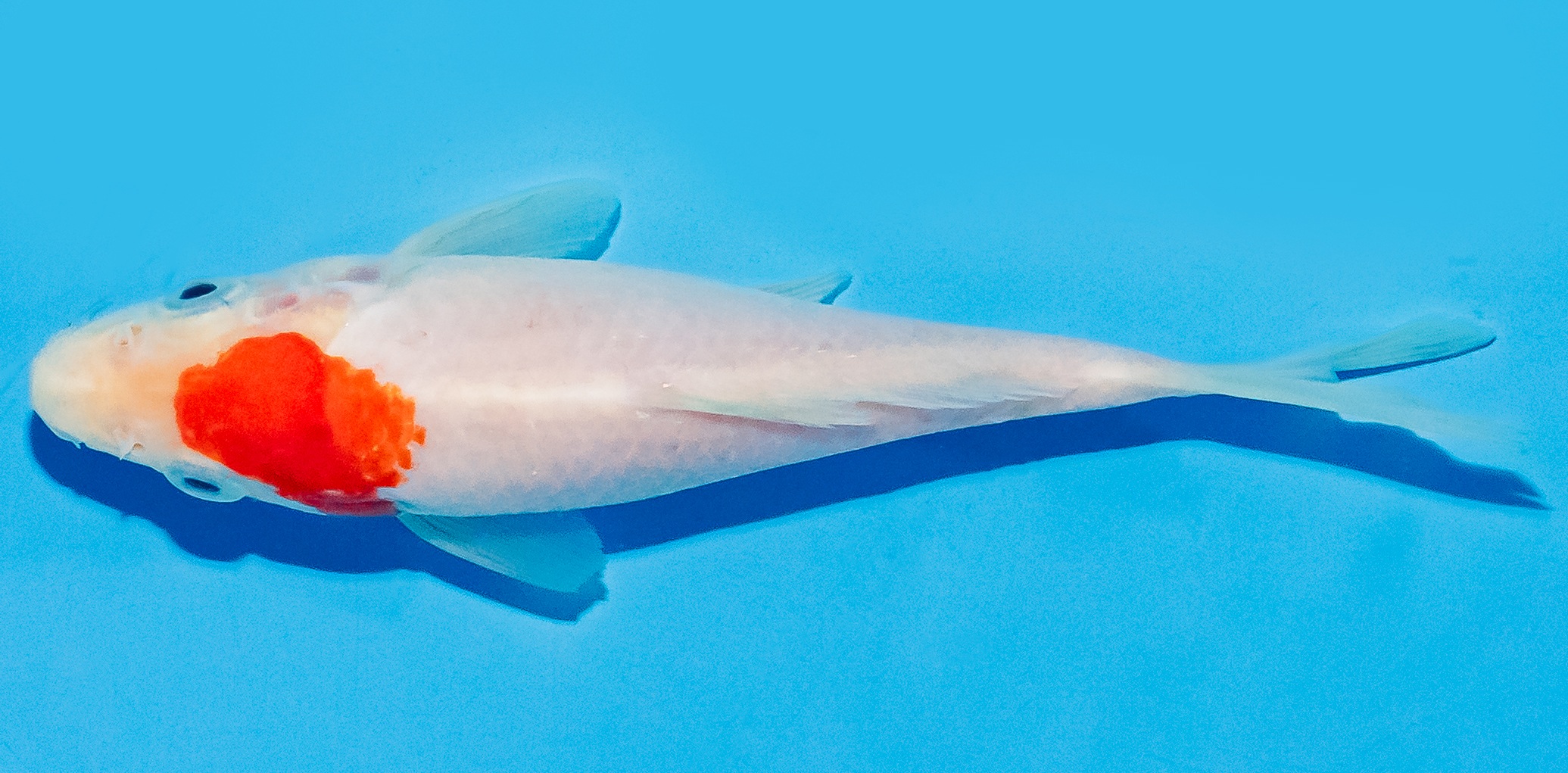 Koi 14-17cm Nr. 8120