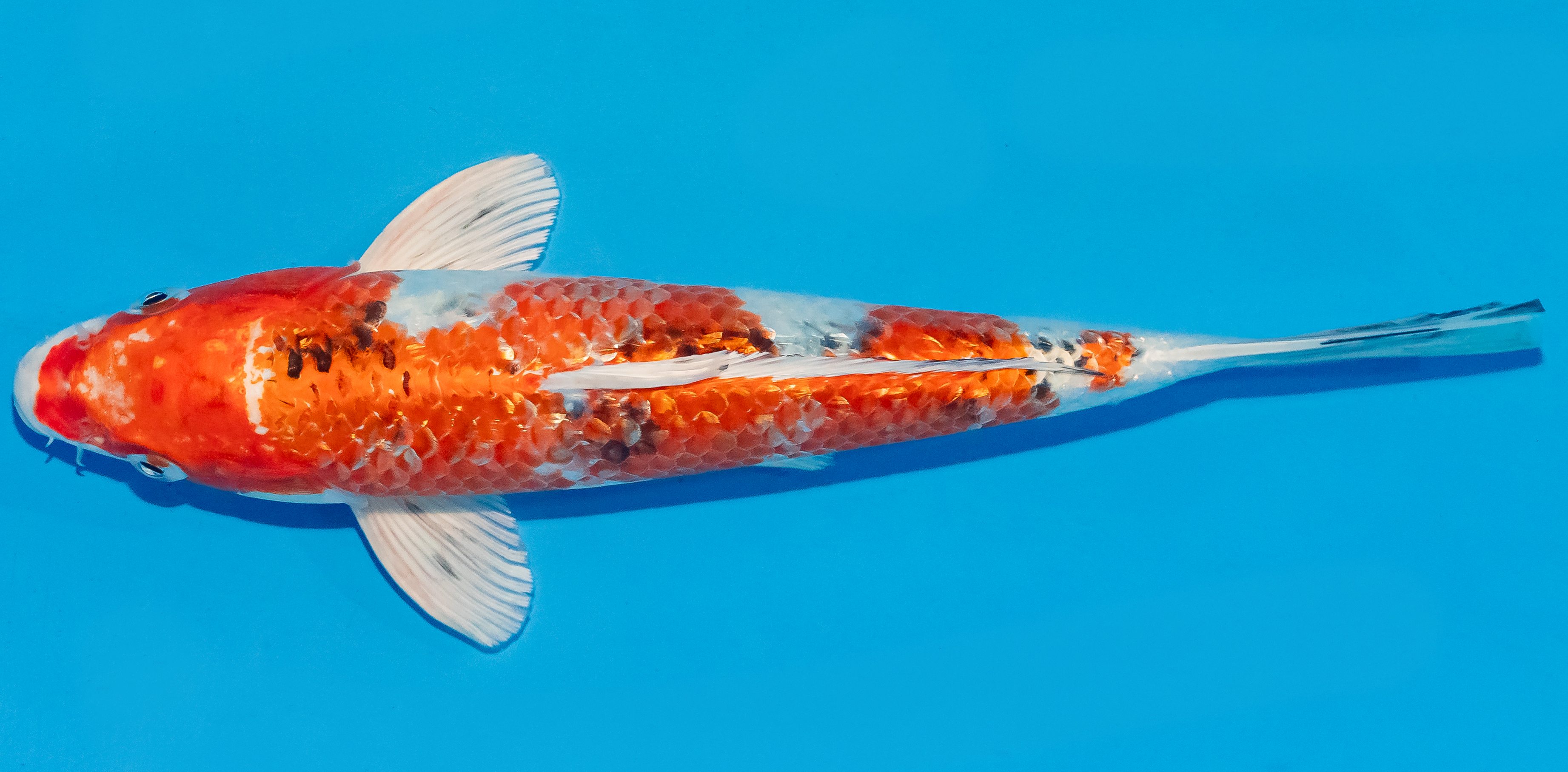 Koi 25-30cm Nr. 4270