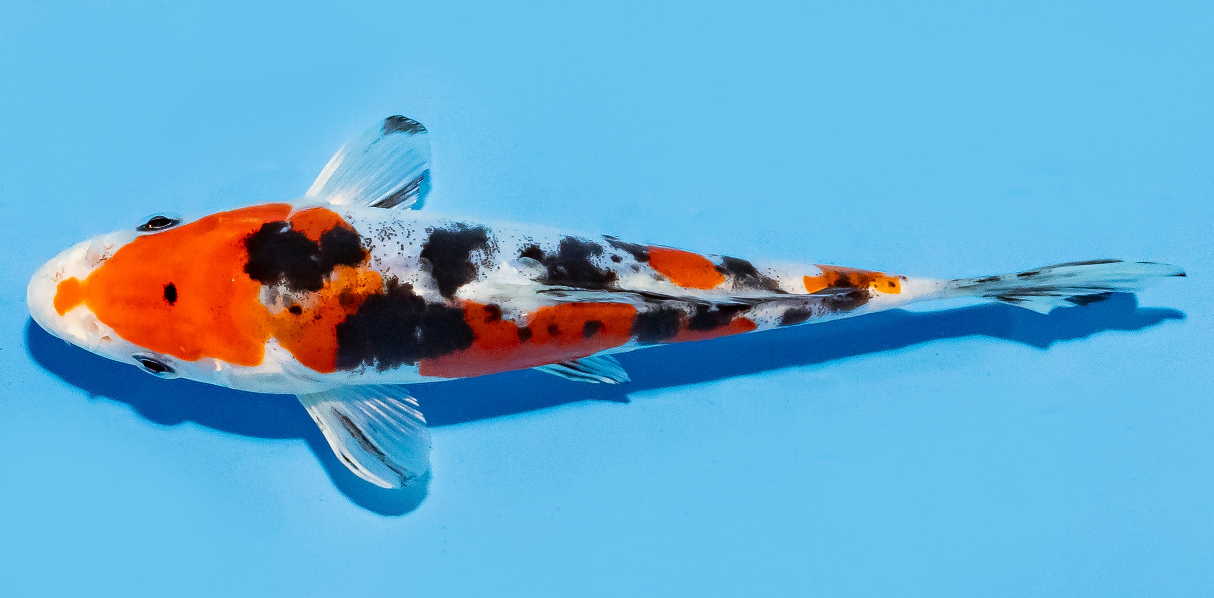 Koi 17-20cm Nr. 8790