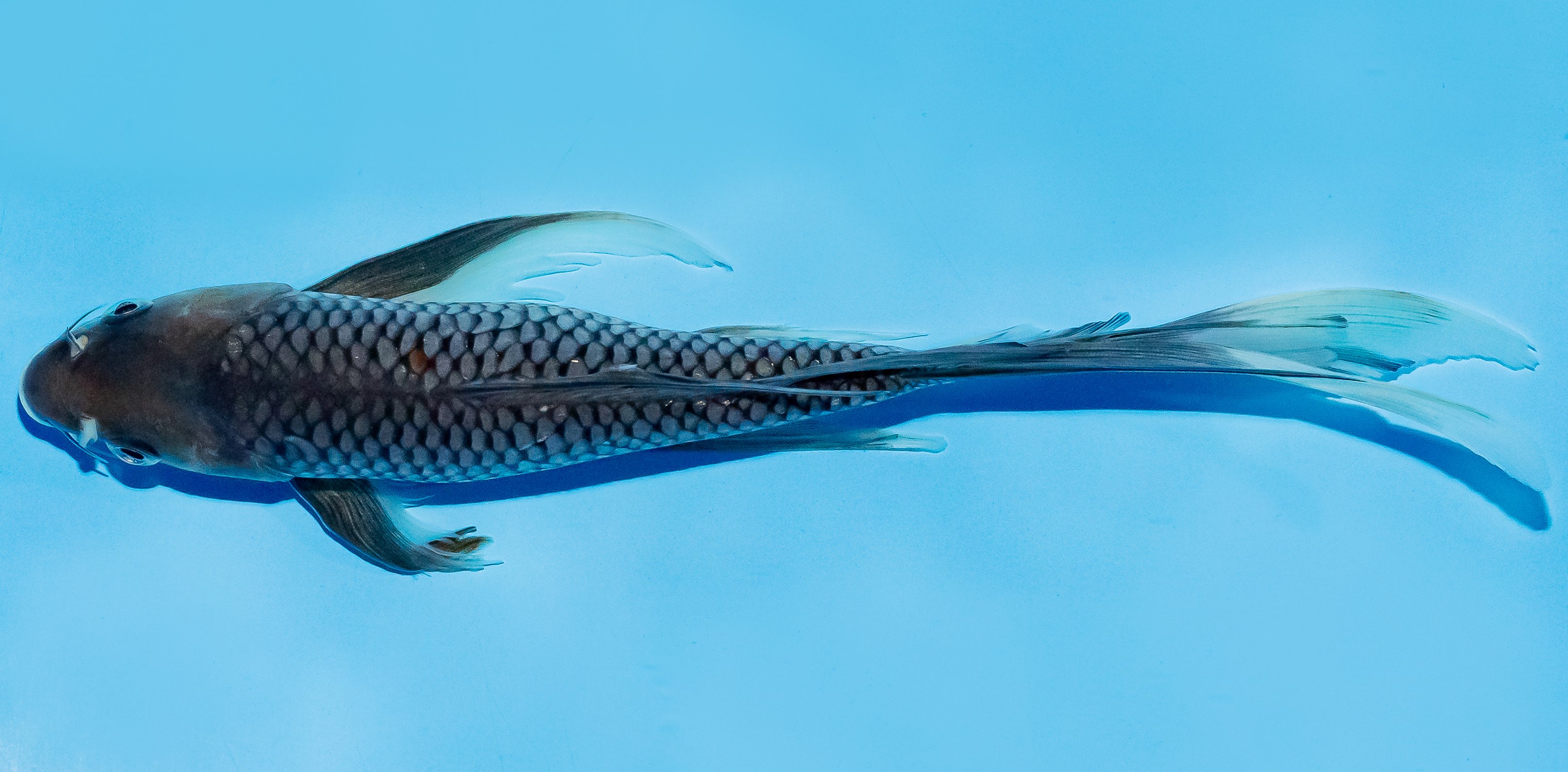 Butterfly Koi 20-25cm Nr. 5451