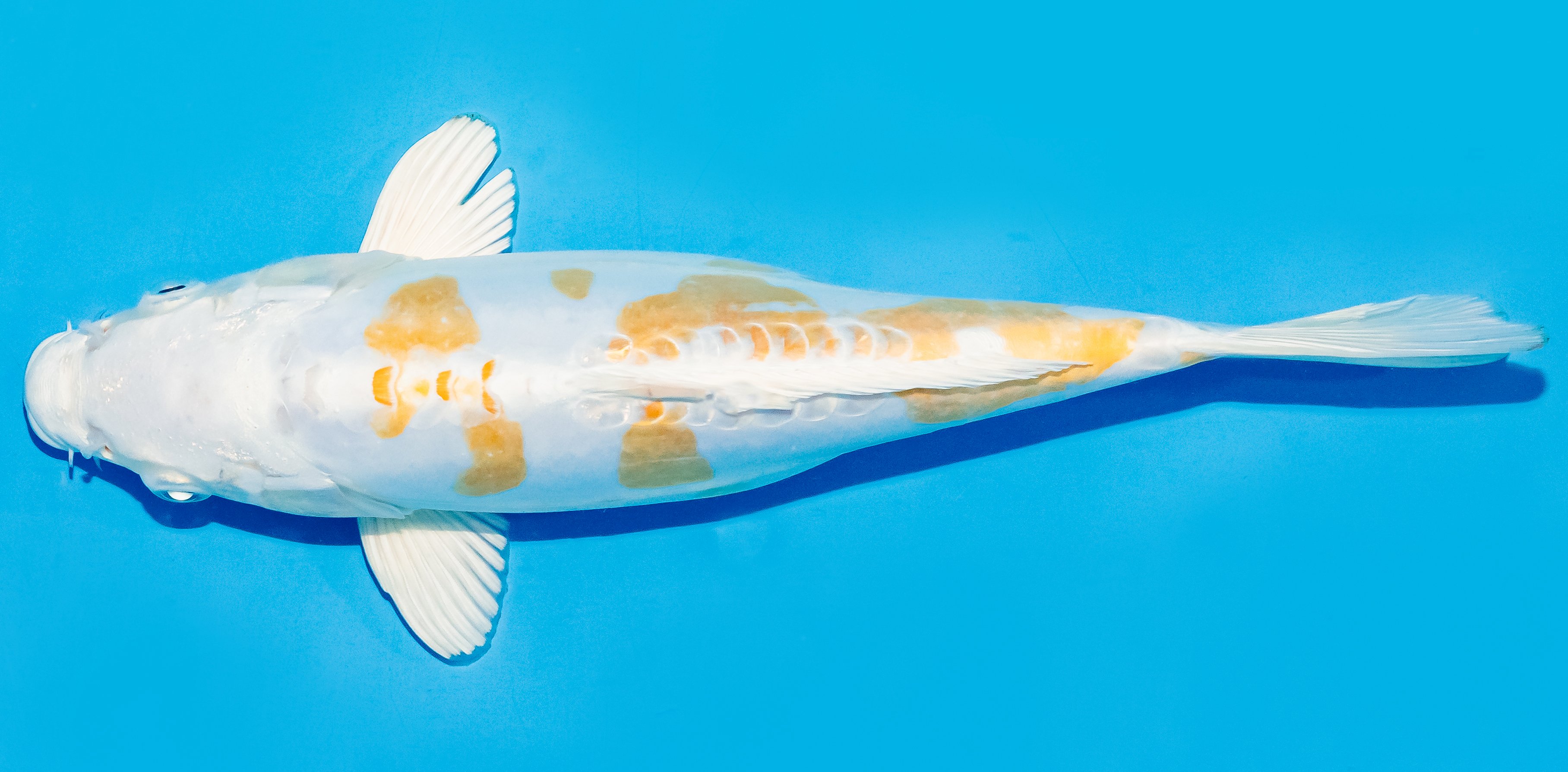 Koi 25-30cm Nr. 8315