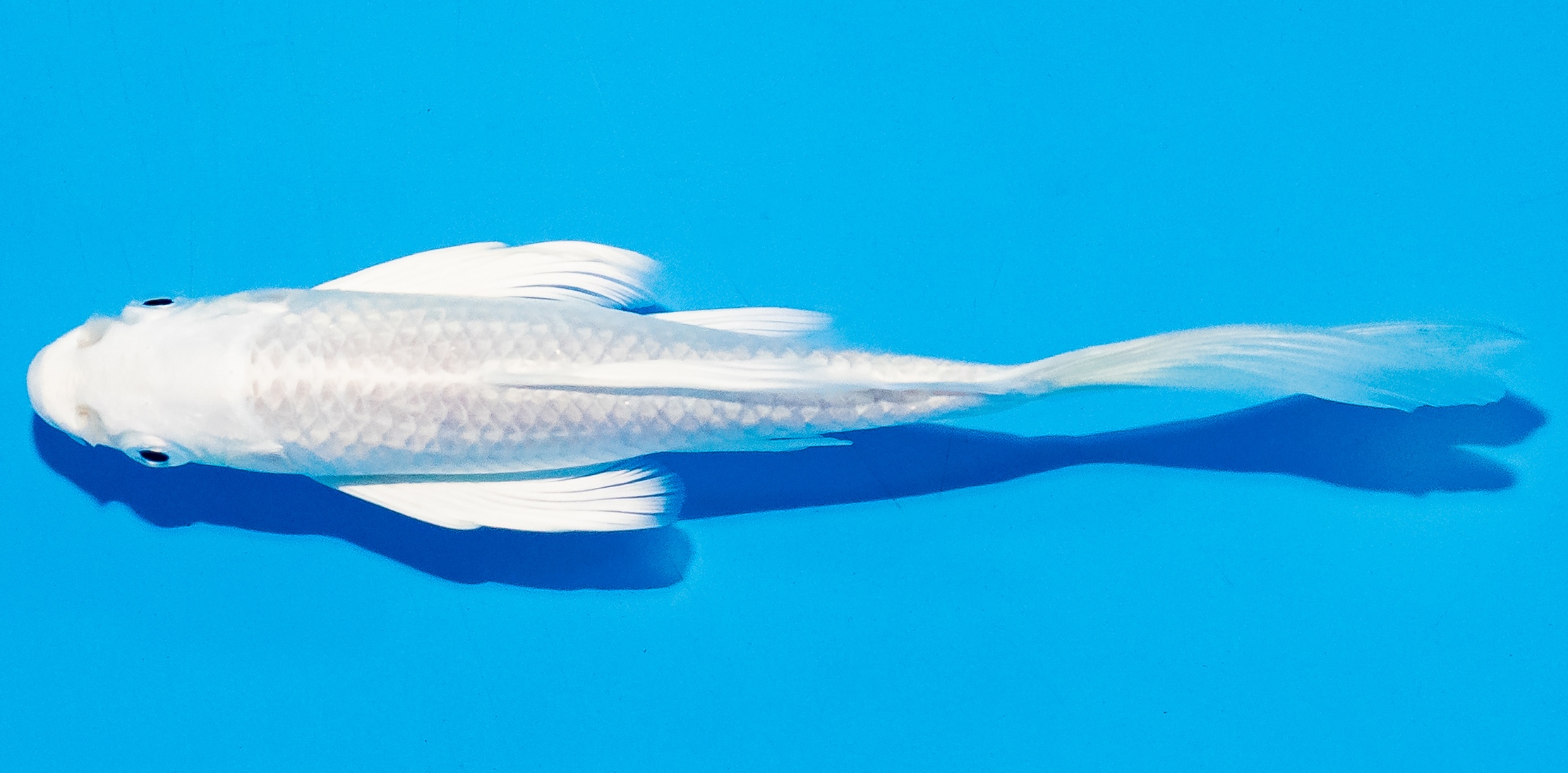 Butterfly Koi 14-17cm Nr. 5784