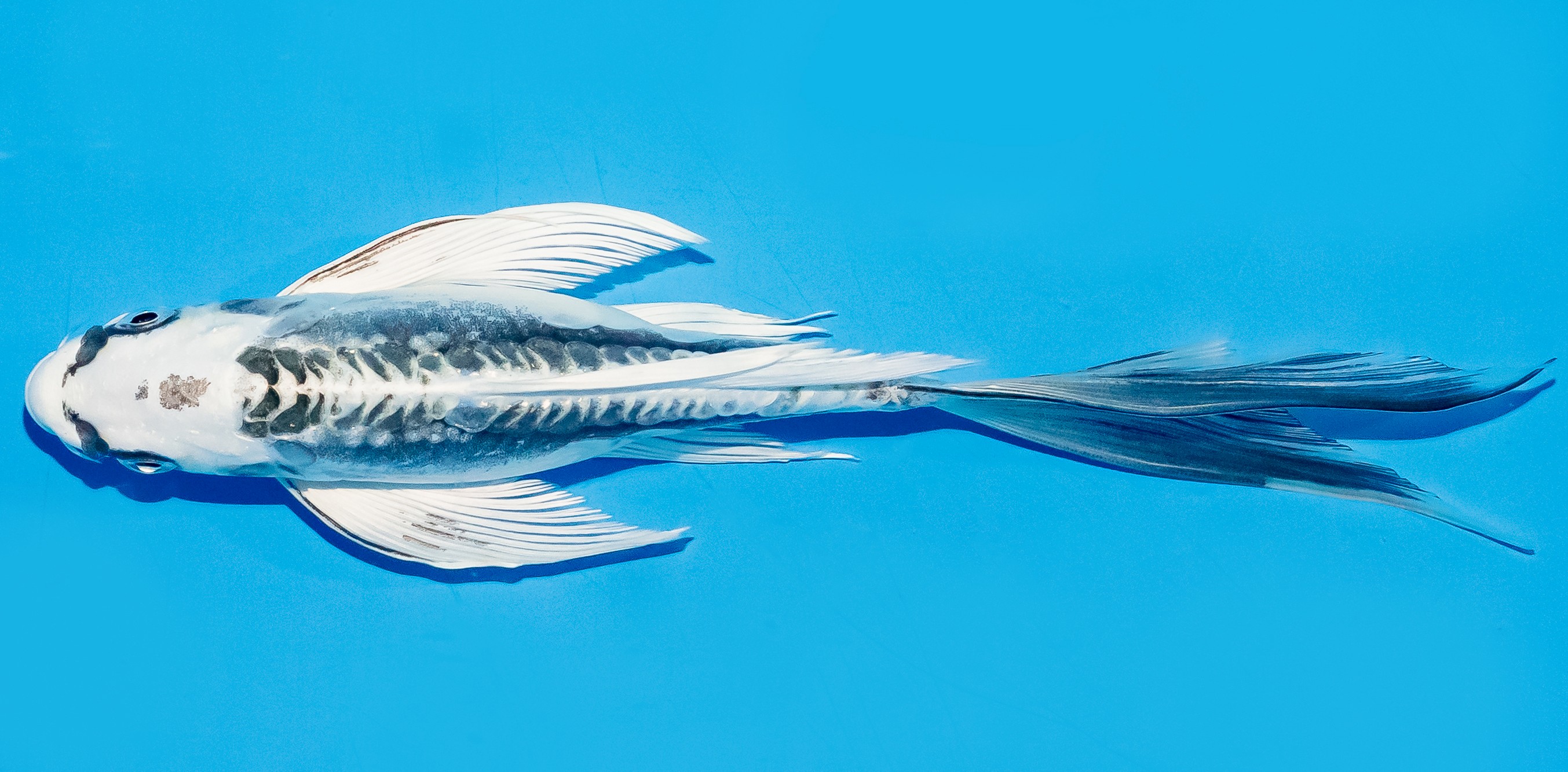 Butterfly Koi 20-25cm Nr. 8569
