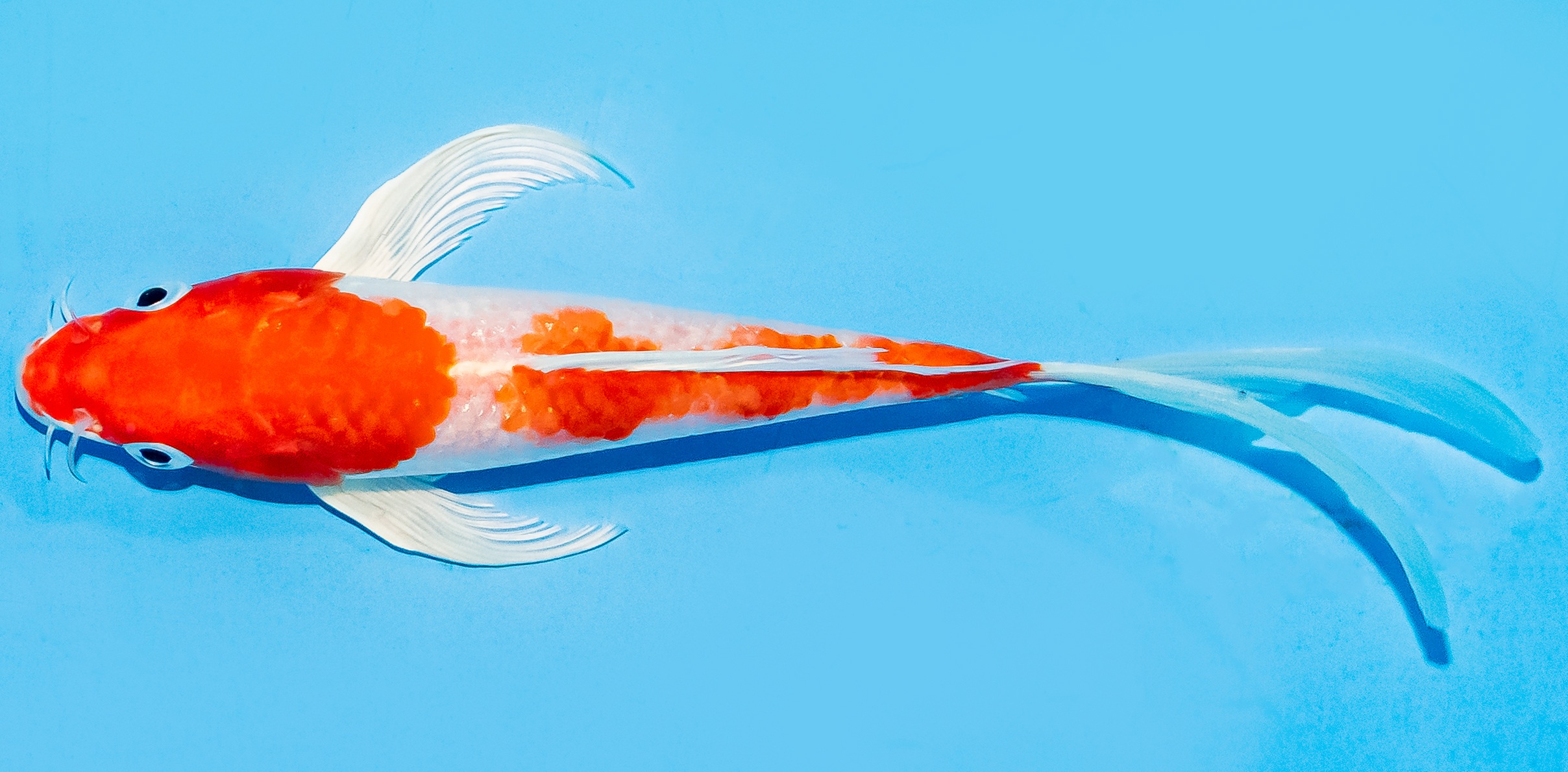Butterfly Koi 14-17cm Nr. 8218