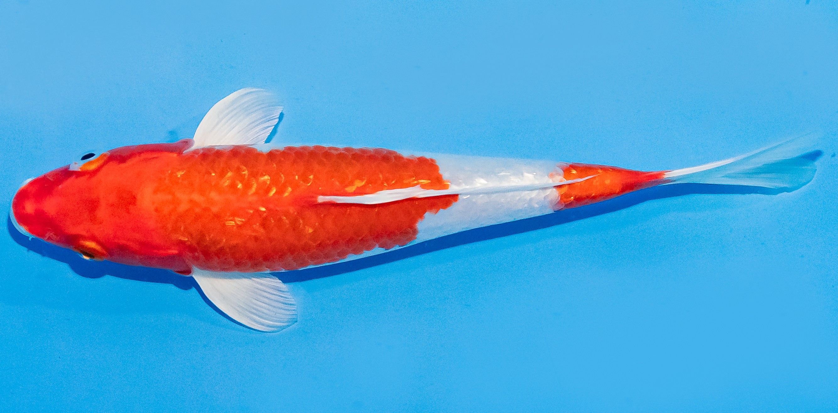 Koi 20-25cm Nr. 1810