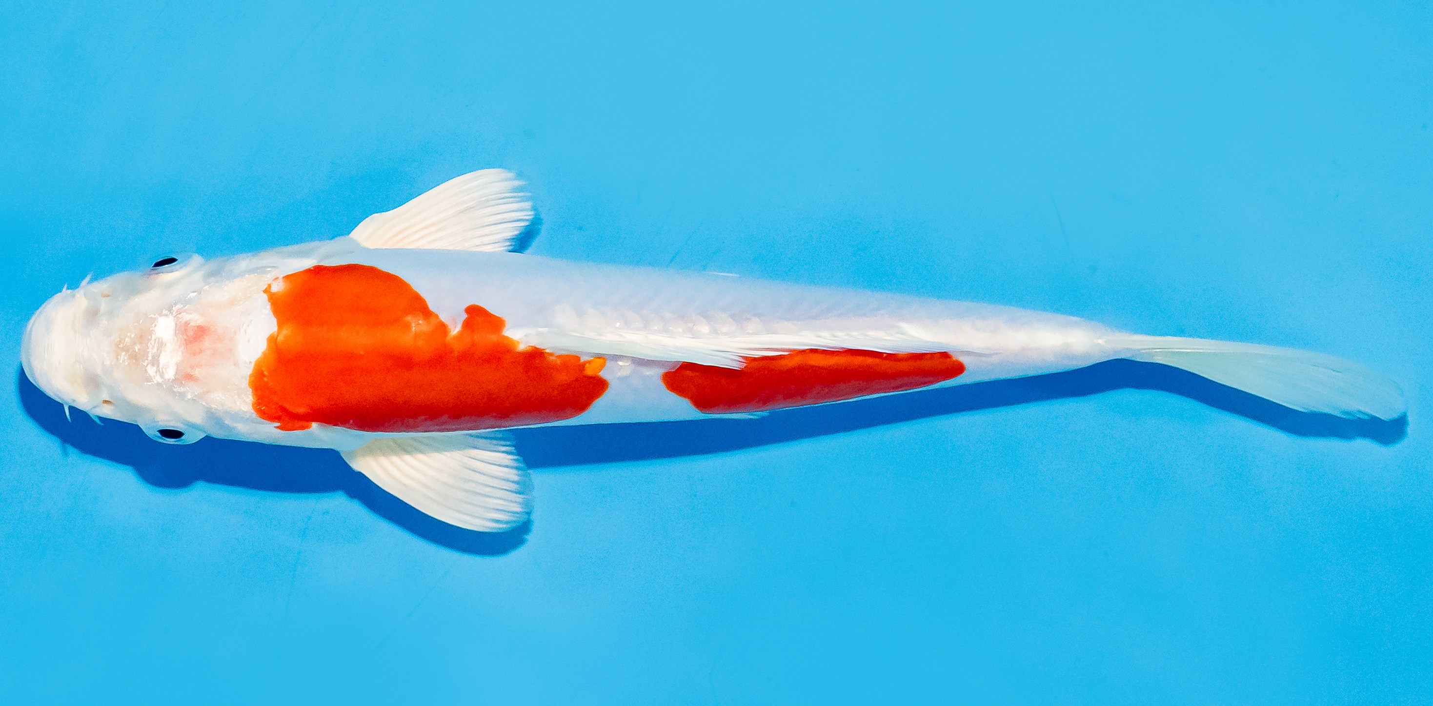 Koi 17-20cm Nr. 7245