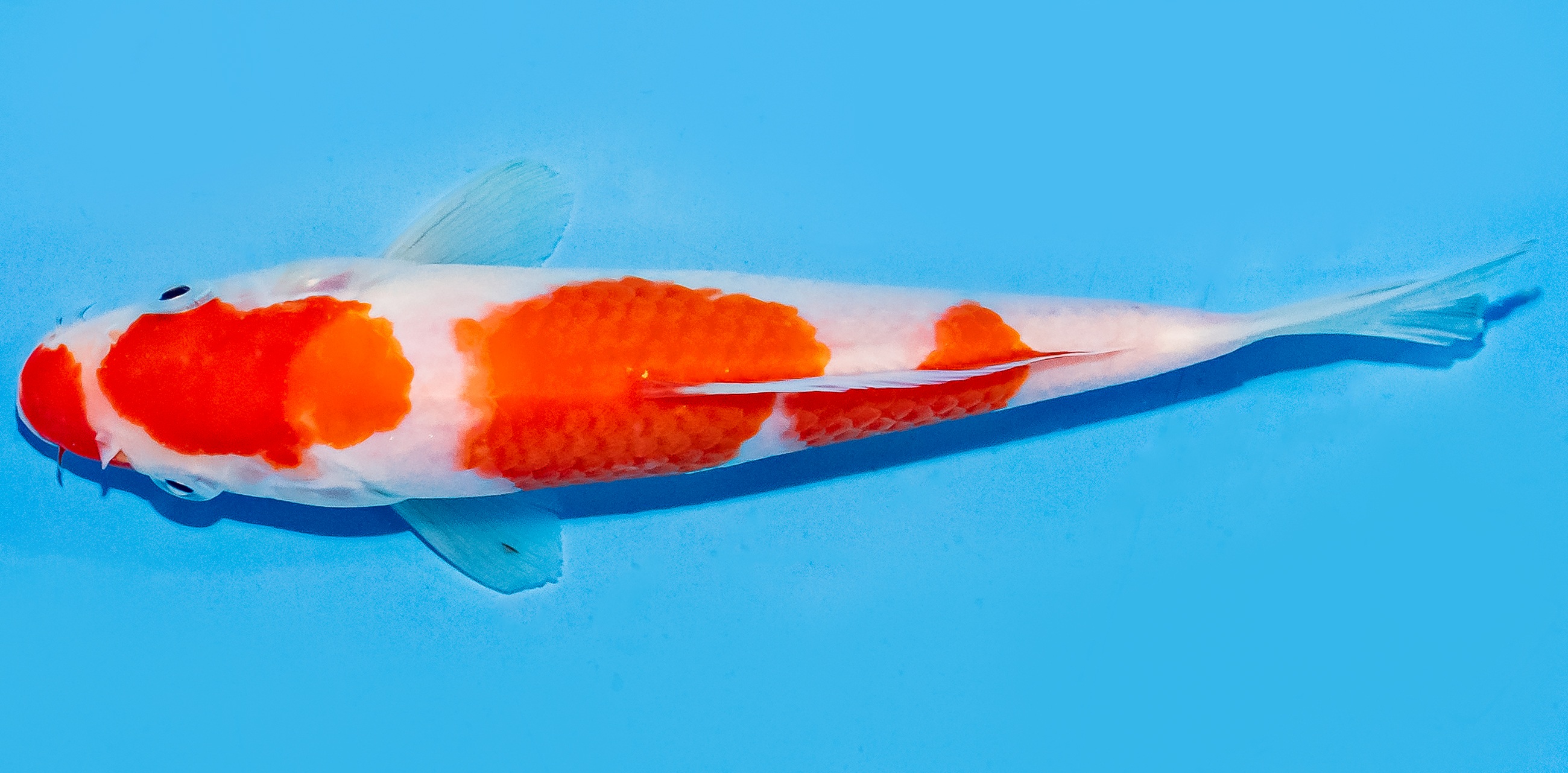 Koi 17-20cm Nr. 6857