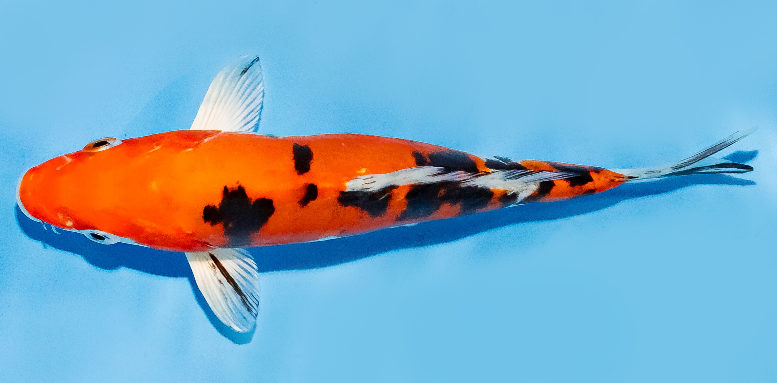 Koi 17-20cm Nr. 7262