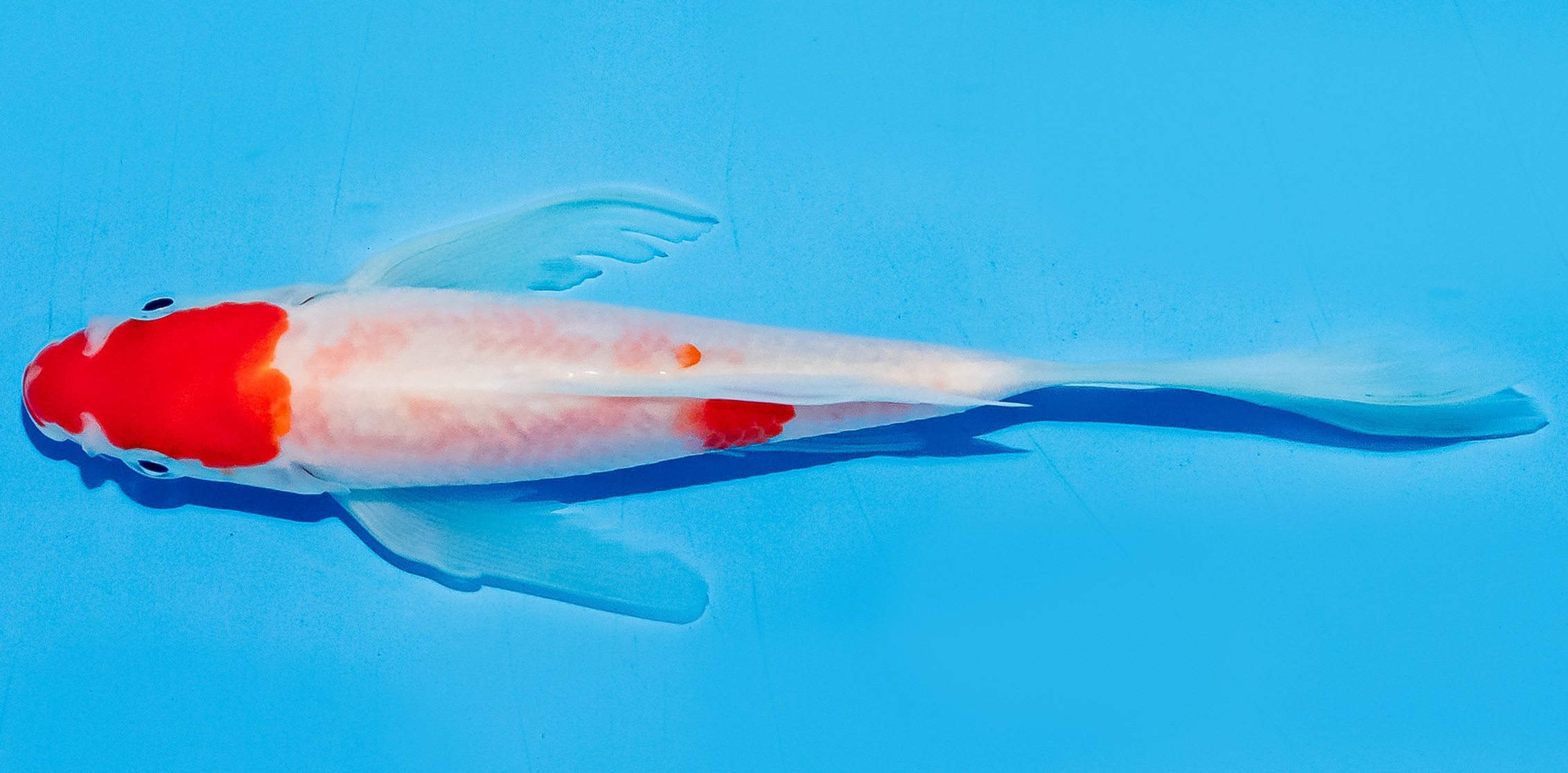 Butterfly Koi 14-17cm Nr. 5793