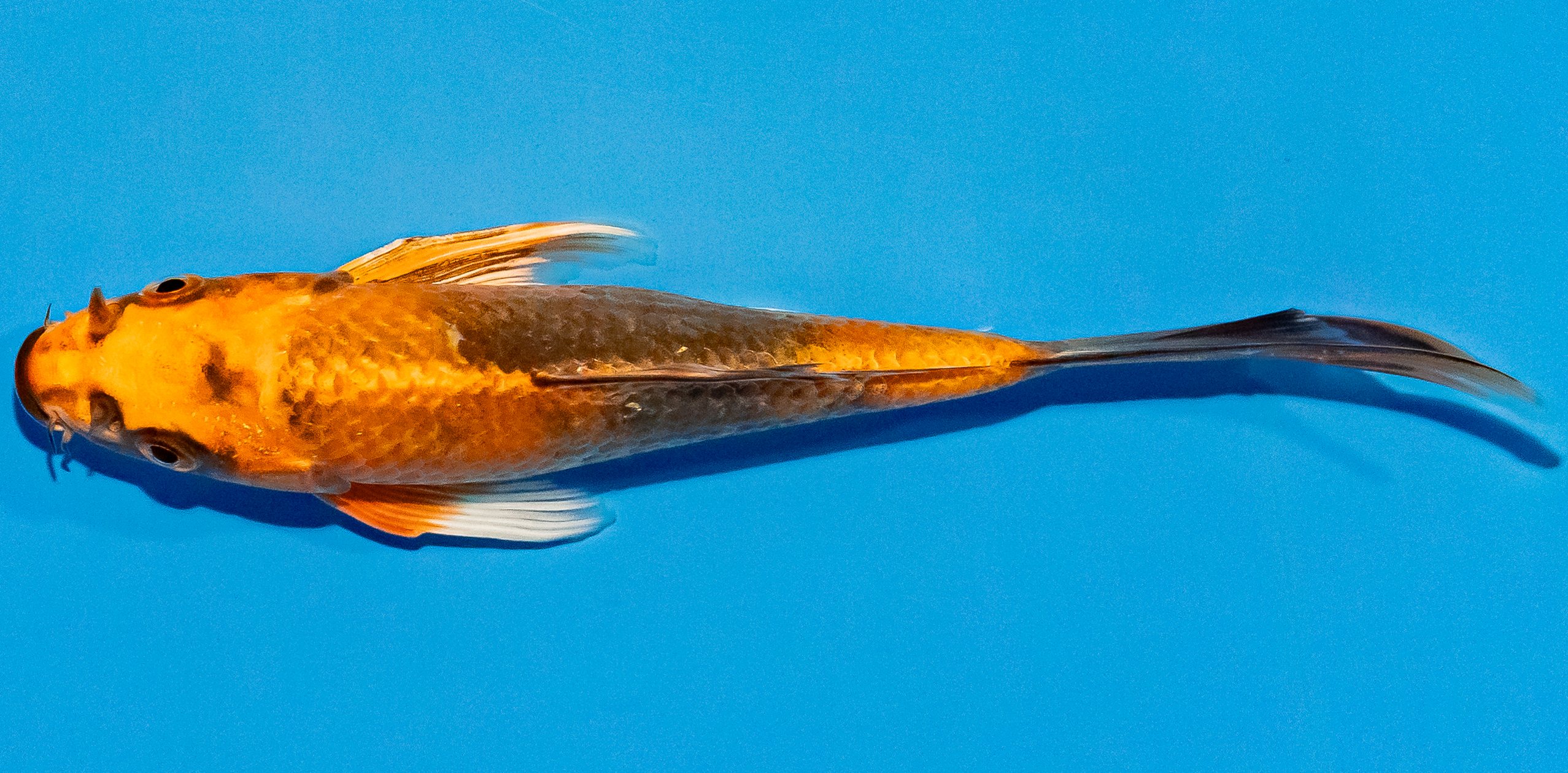 Butterfly Koi 14-17cm Nr. 2576
