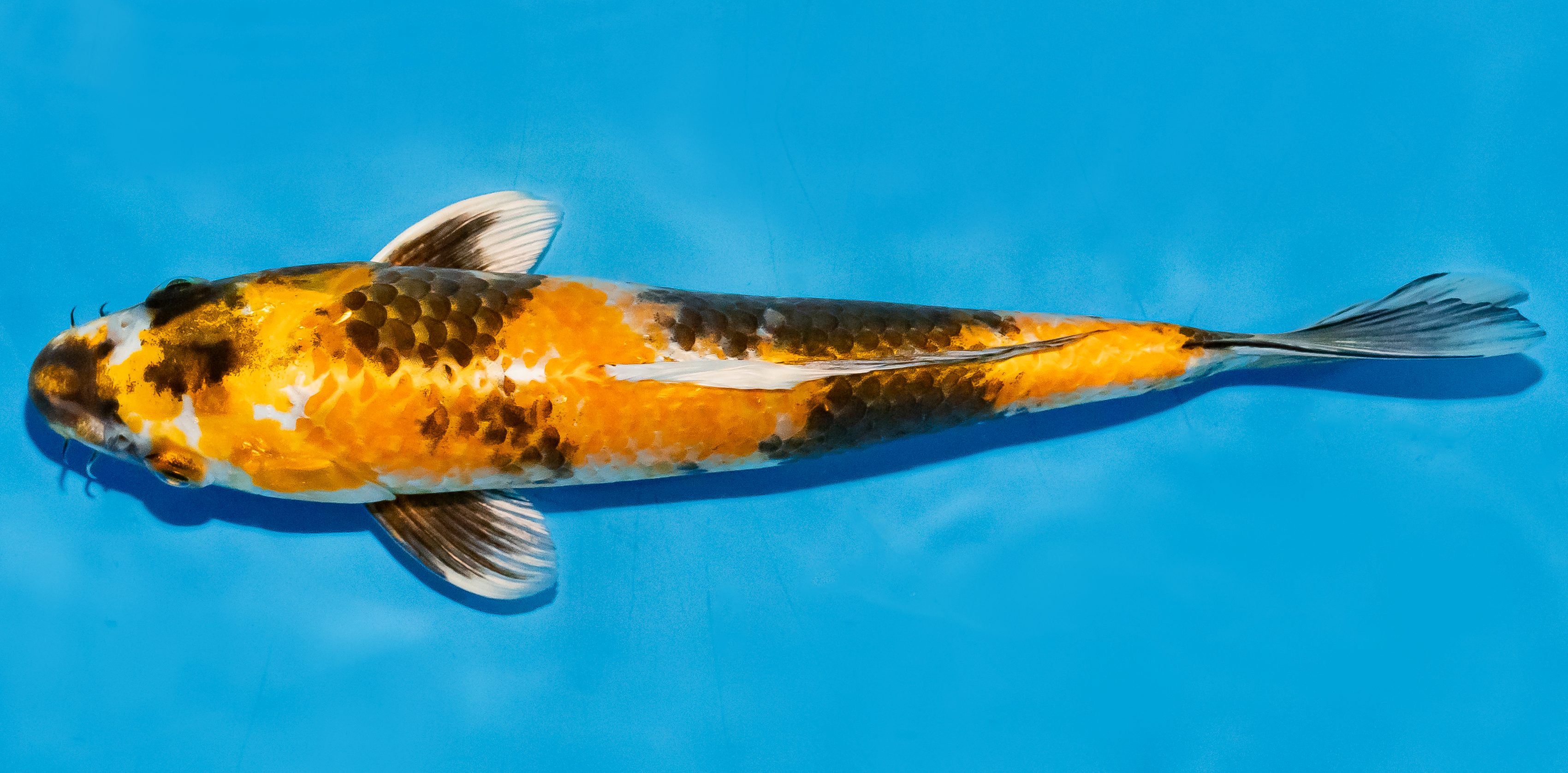 Koi 25-30cm Nr. 7910