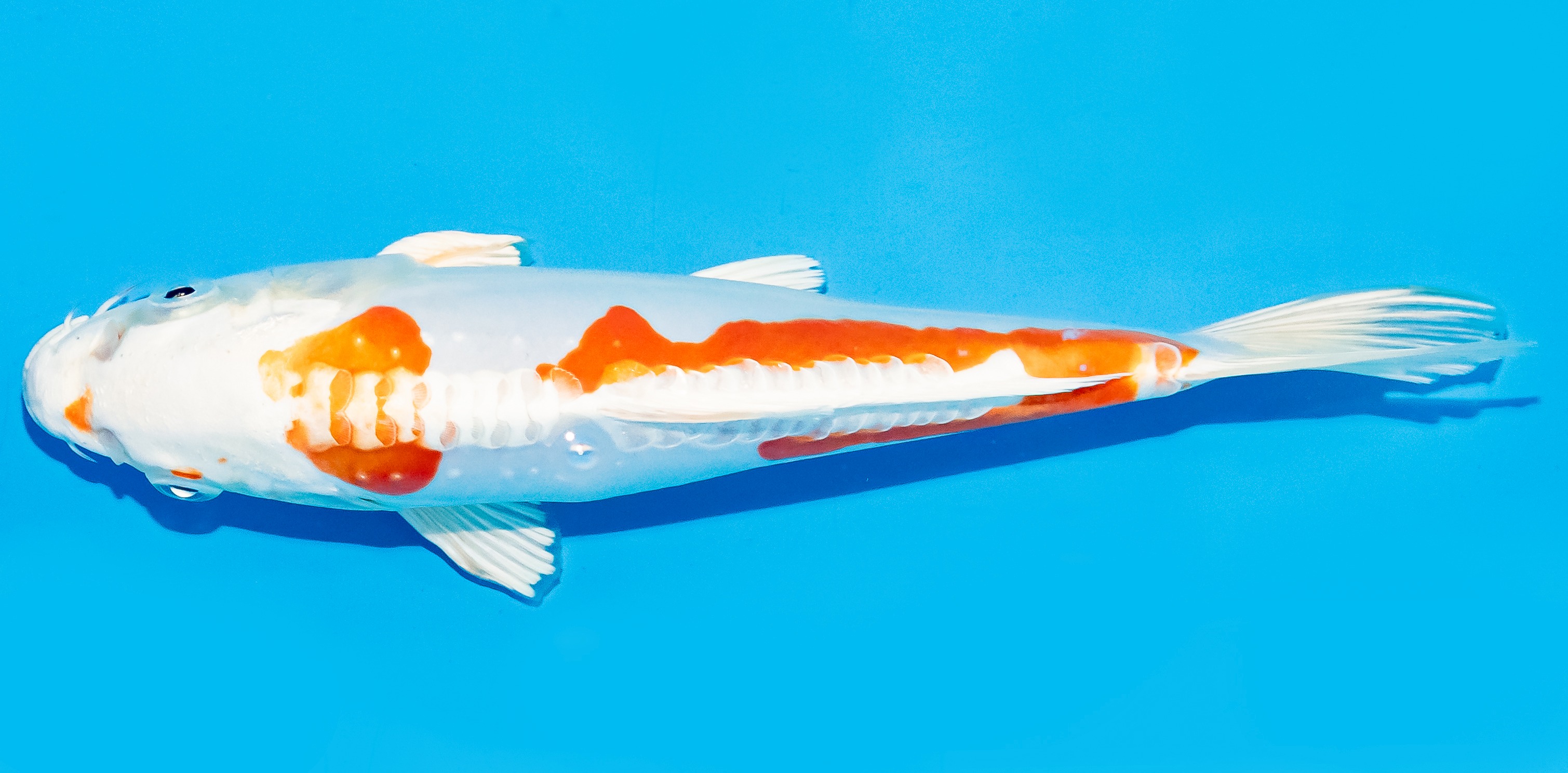 Koi 17-20cm Nr. 6863