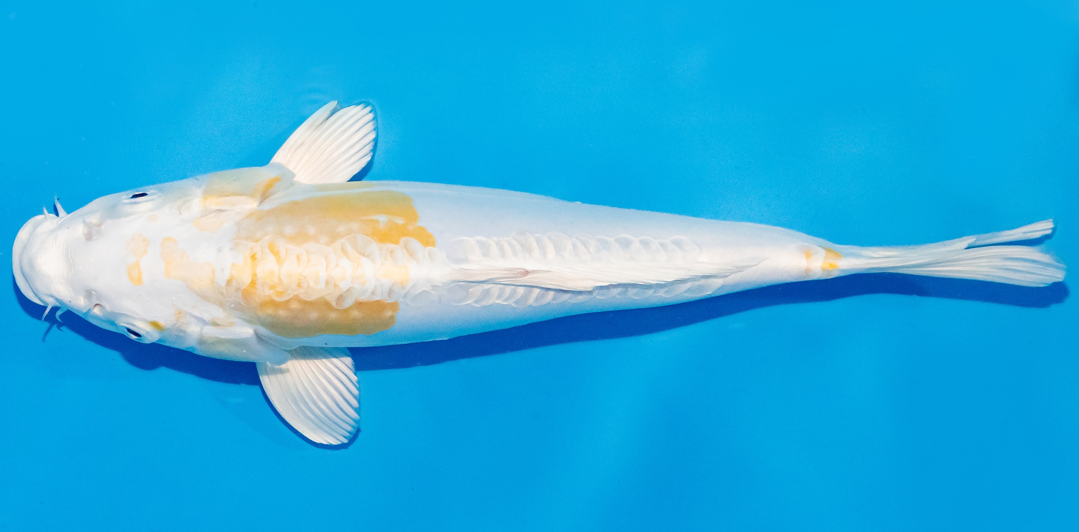 Koi 30-35cm Nr. 1332