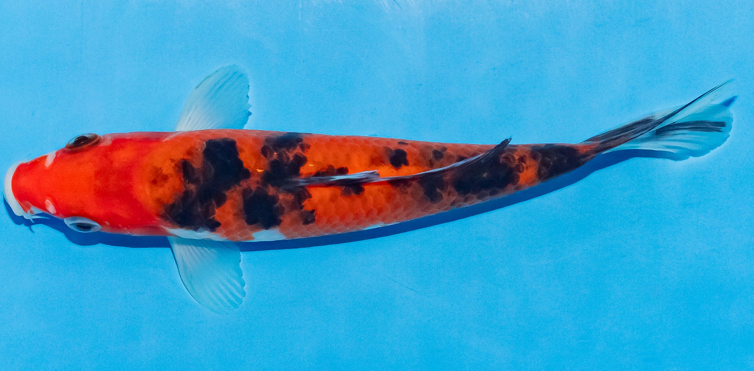 Koi 17-20cm Nr. 4521
