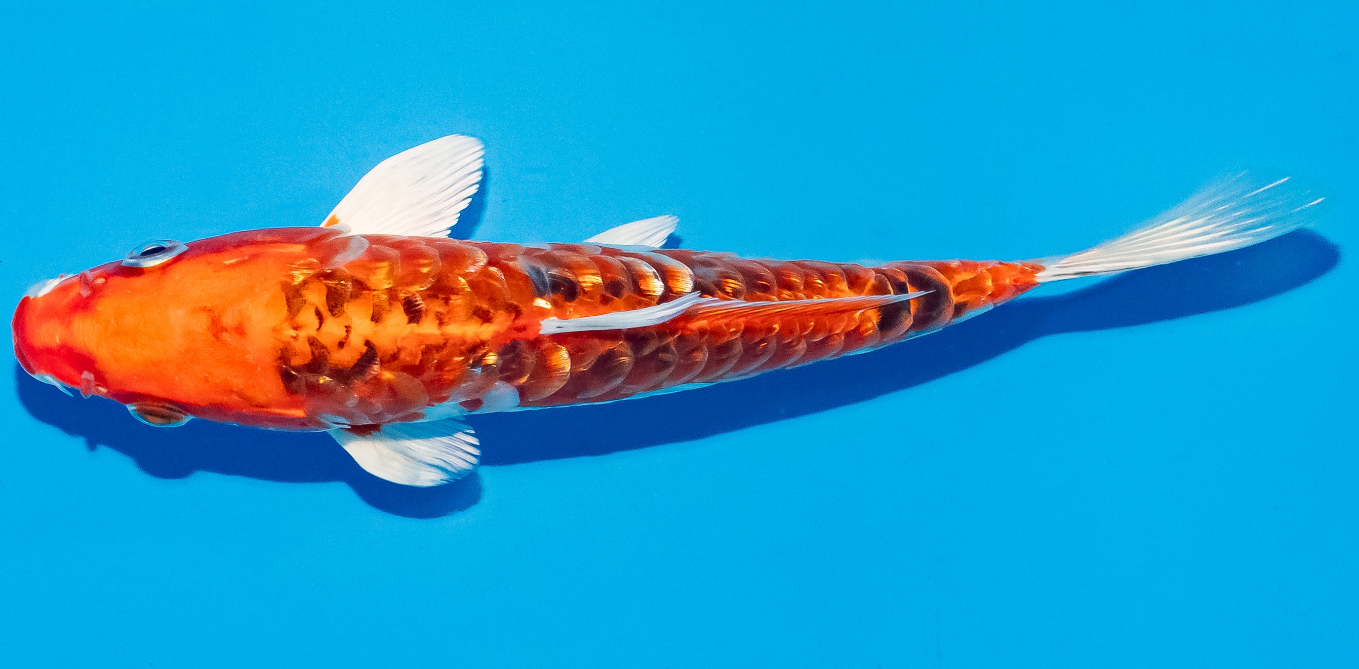 Koi 17-20cm Nr. 4511