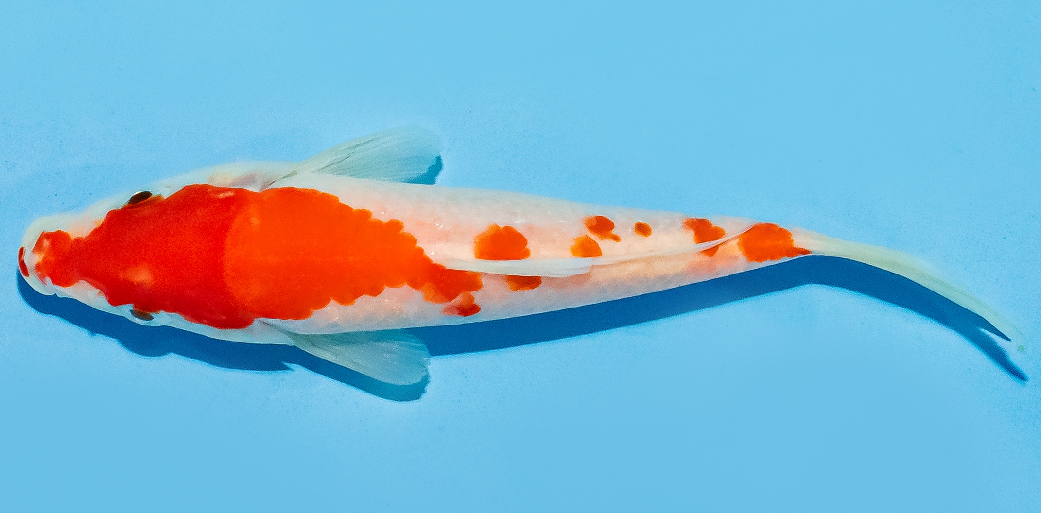 Koi 14-17cm Nr. 8108