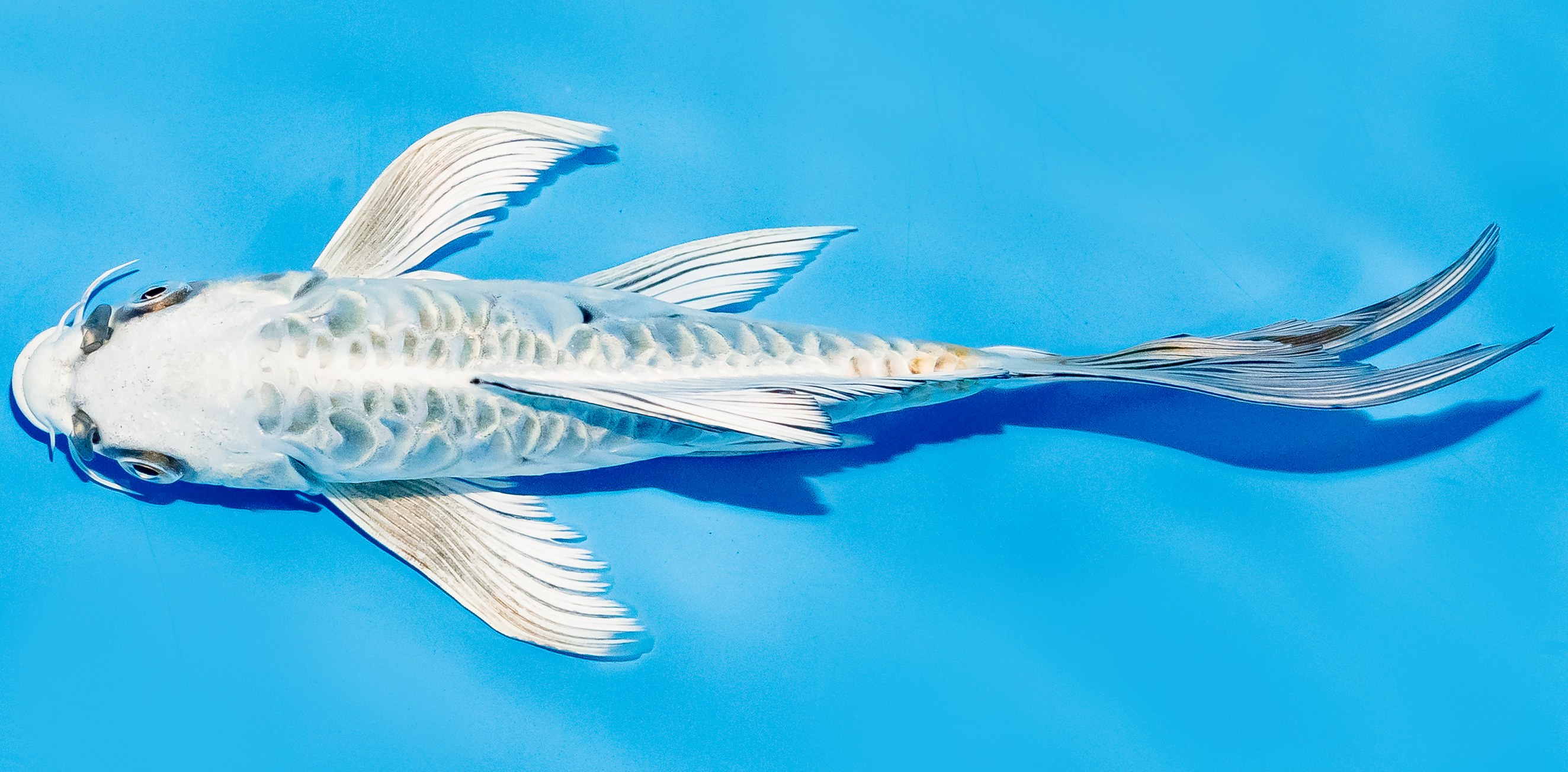 Butterfly Koi 20-25cm Nr. 5475