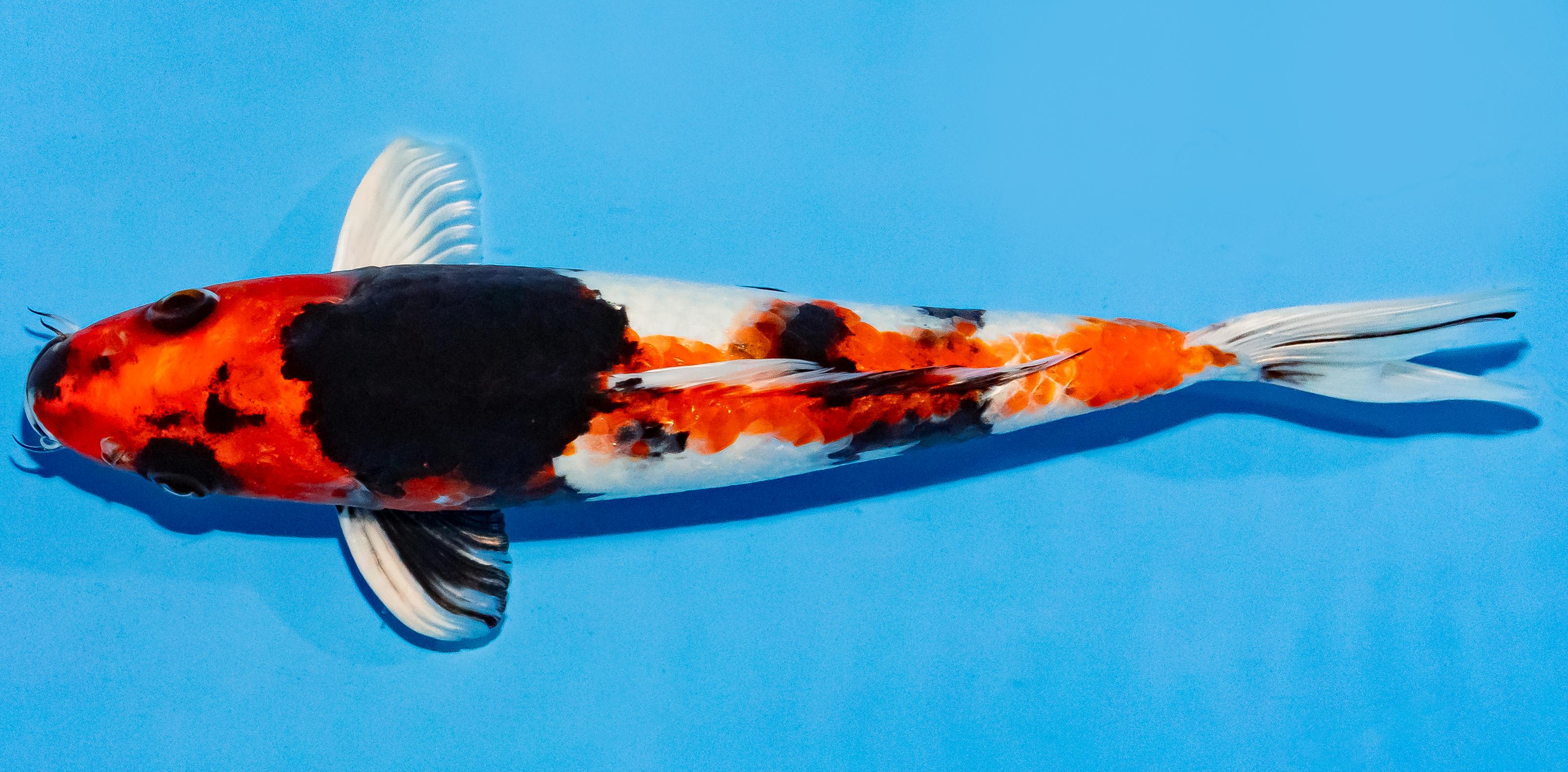 Koi 25-30cm Nr. 6276