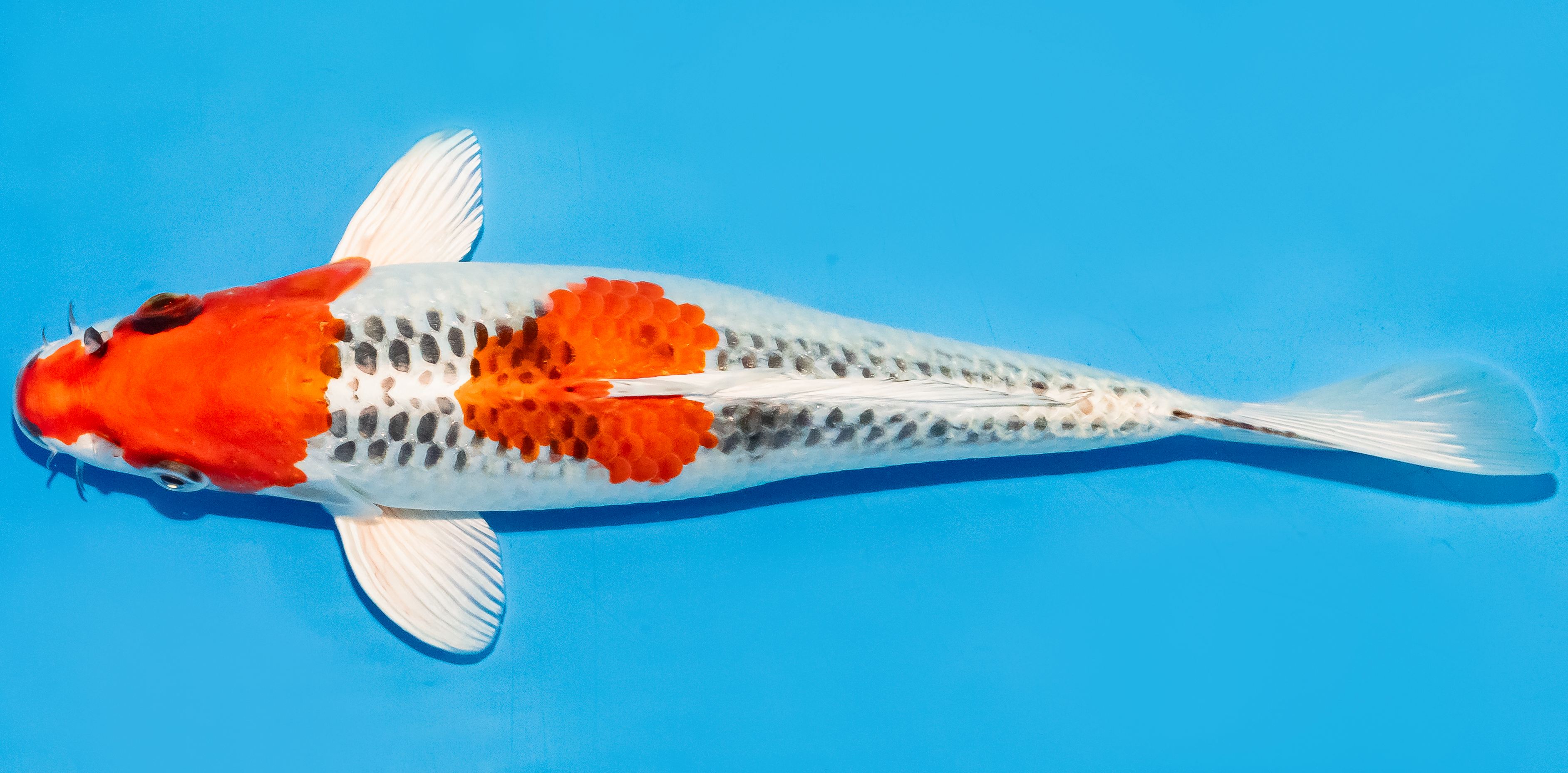 Koi 25-30cm Nr. 7948