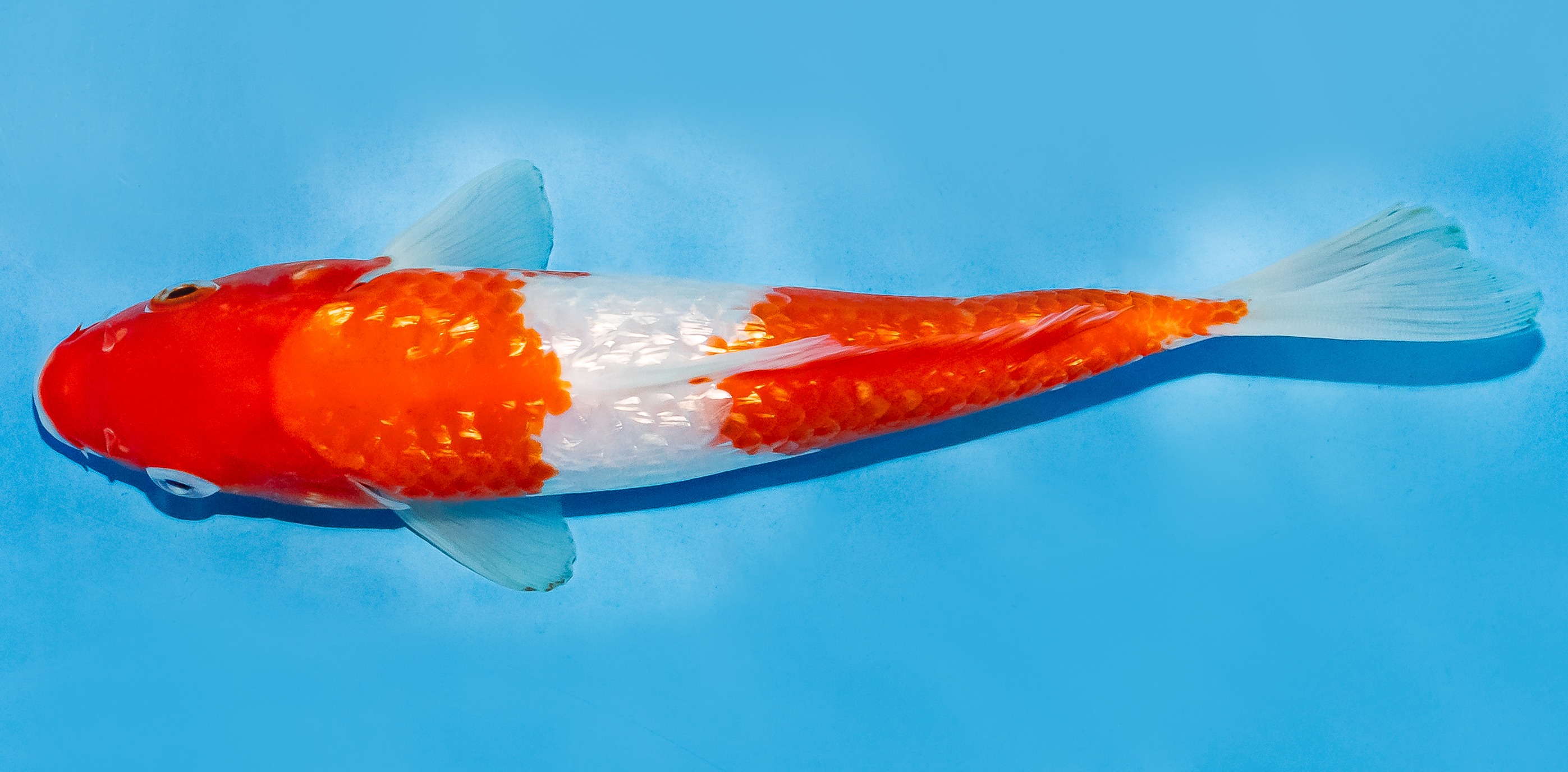 Koi 17-20cm Nr. 8702