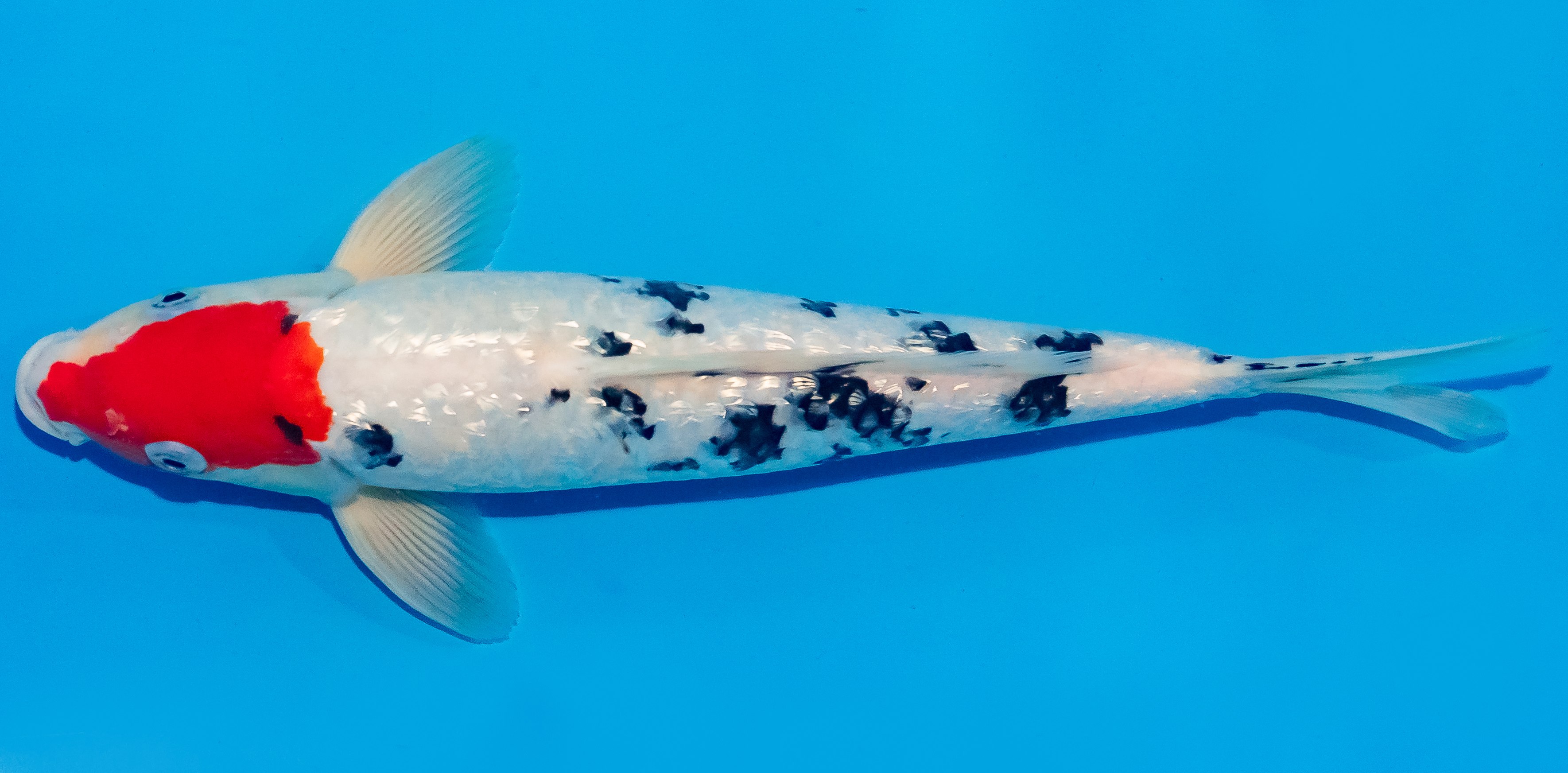 Koi 30-35cm Nr. 1310