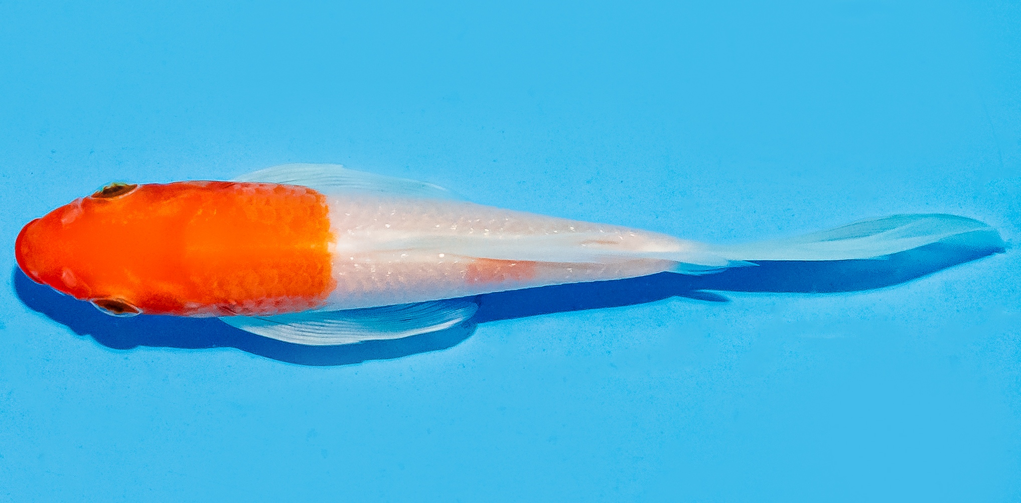 Butterfly Koi 14-17cm Nr. 5771